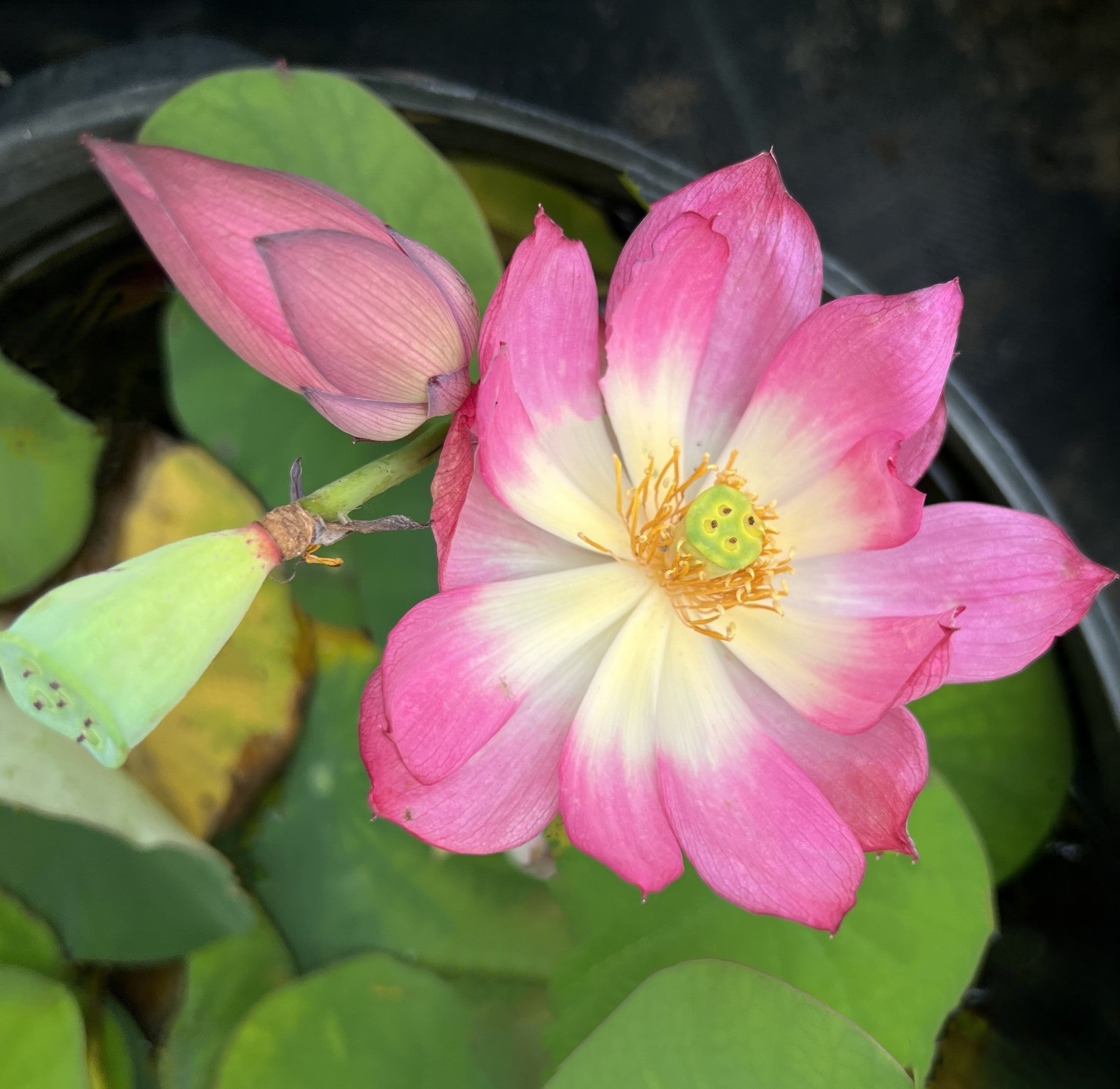 2025 Pink-A-Boo Mini Lotus (Bare Root)
