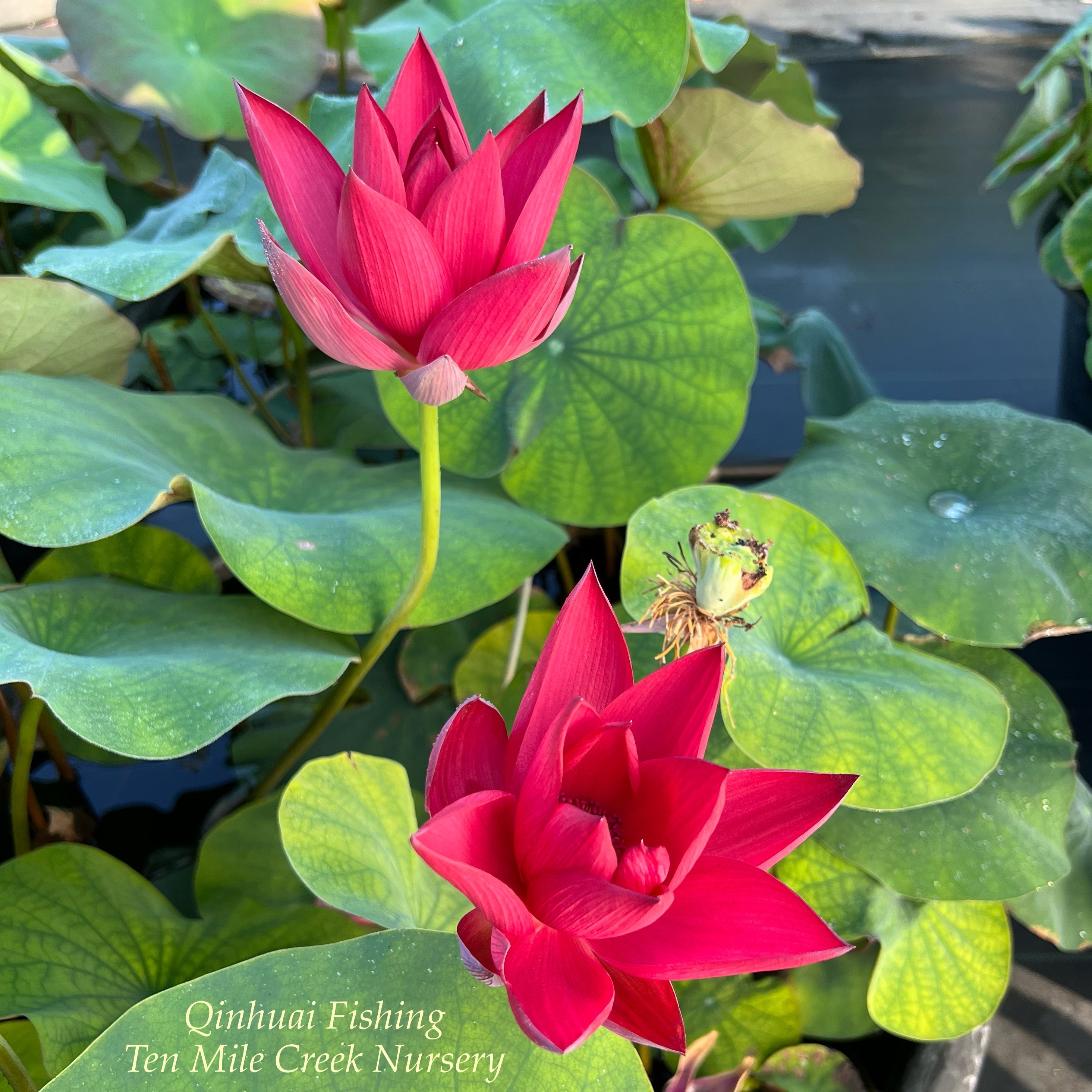 2025 Qinhuai Fishing Brilliant Red Lotus (Bare Root)