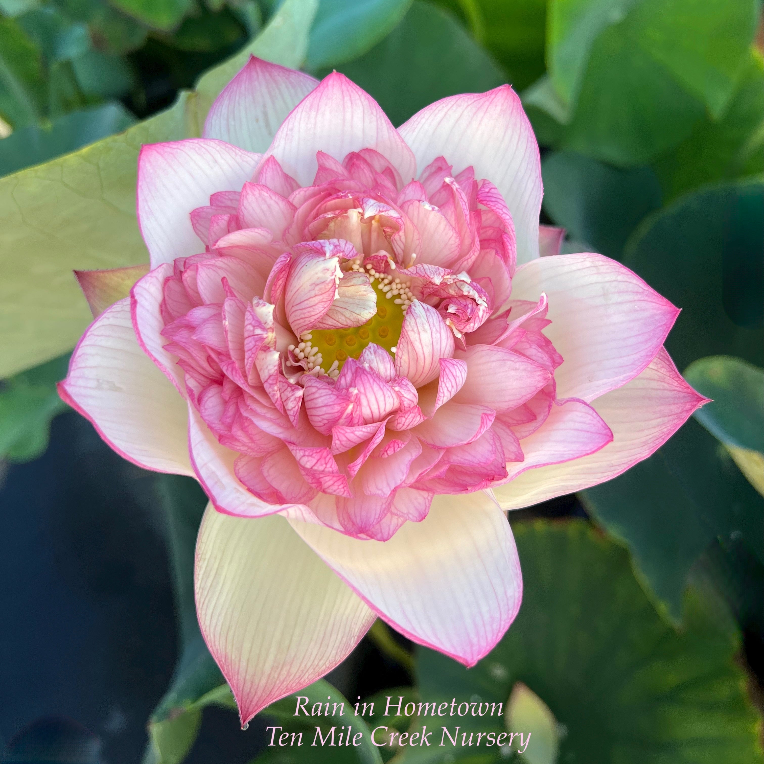 2025 Rain in Hometown Lotus (Bare Root)