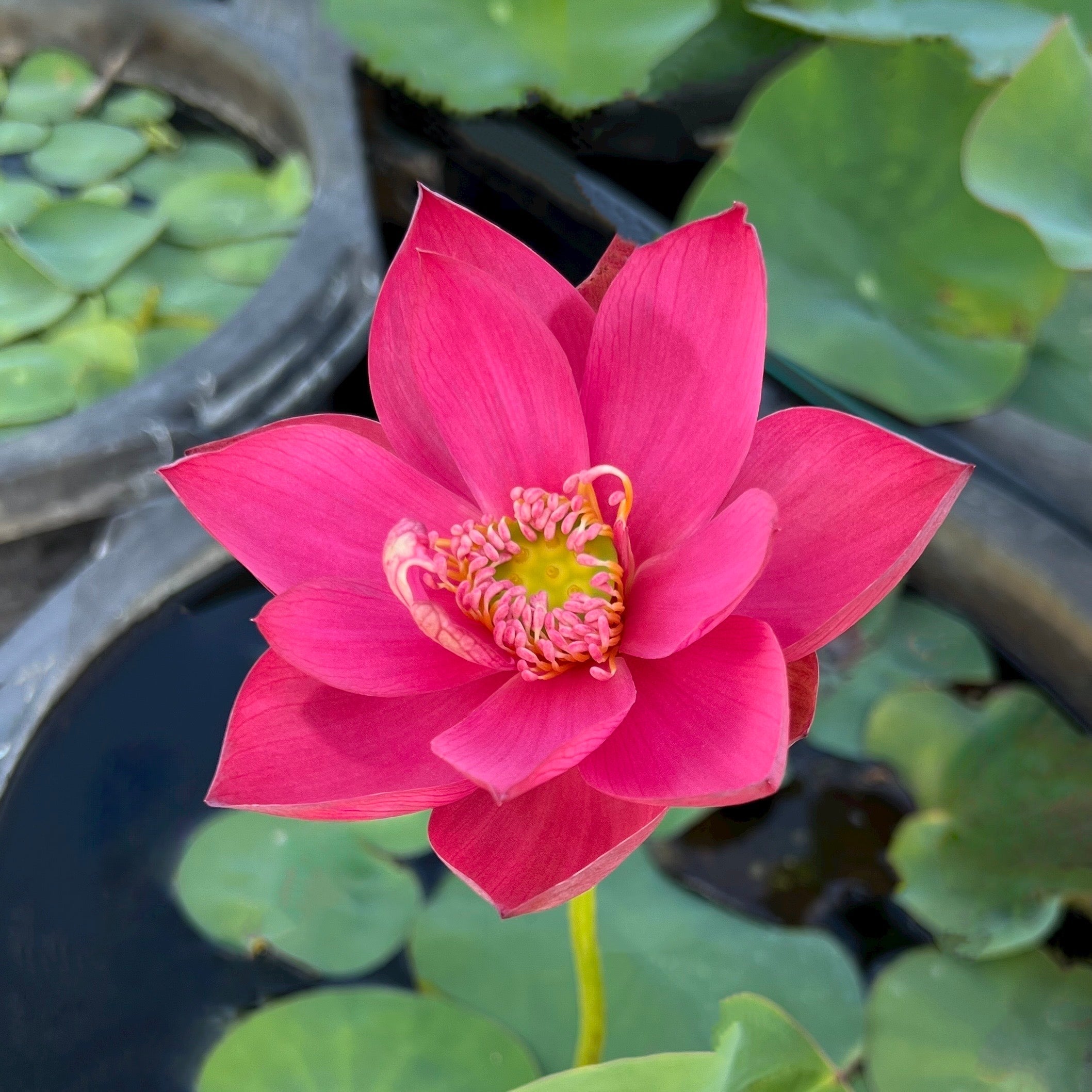 2025 Red Fairy Medium Lotus (Bare Root)