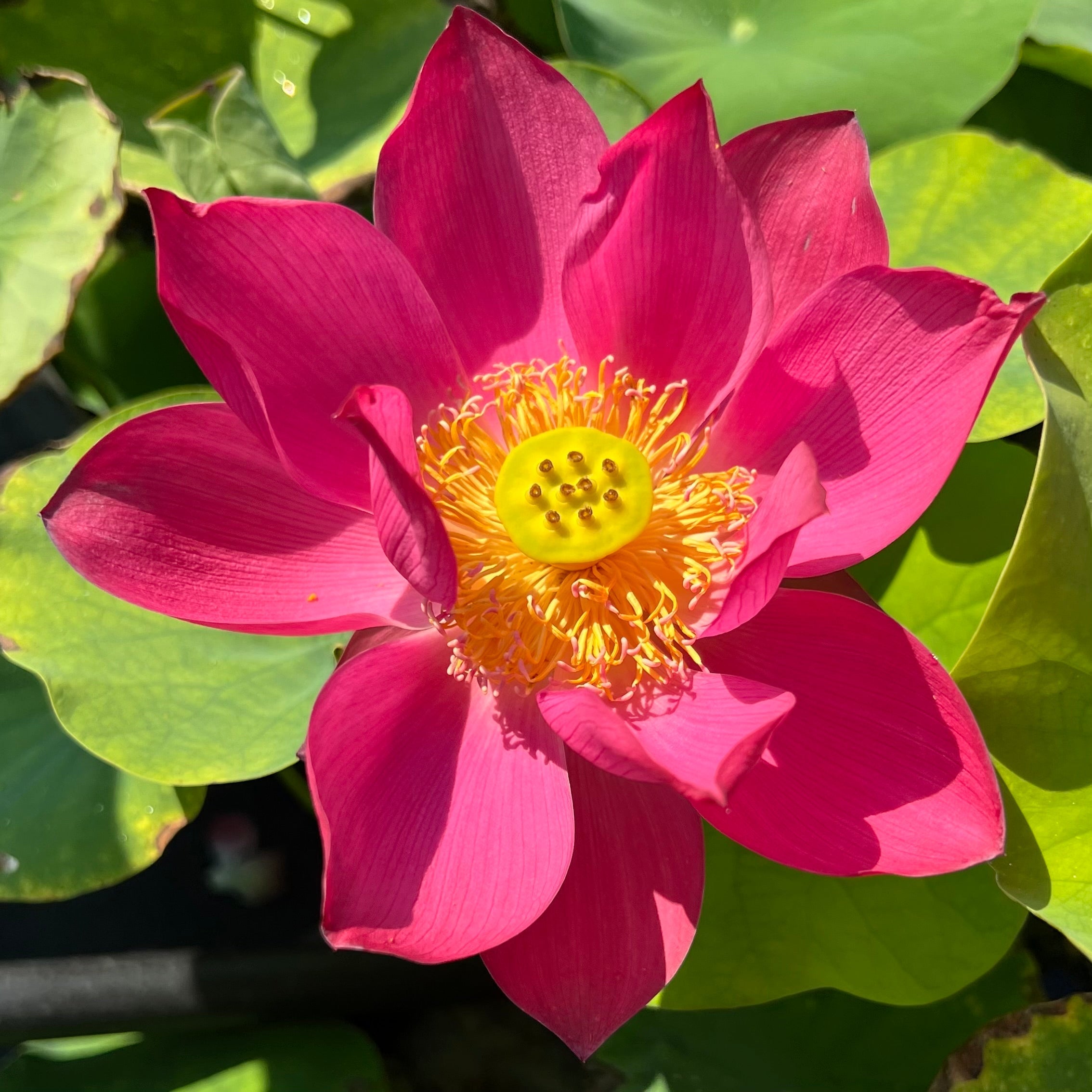 2025 Red Glint Mini Lotus (Bare Root)