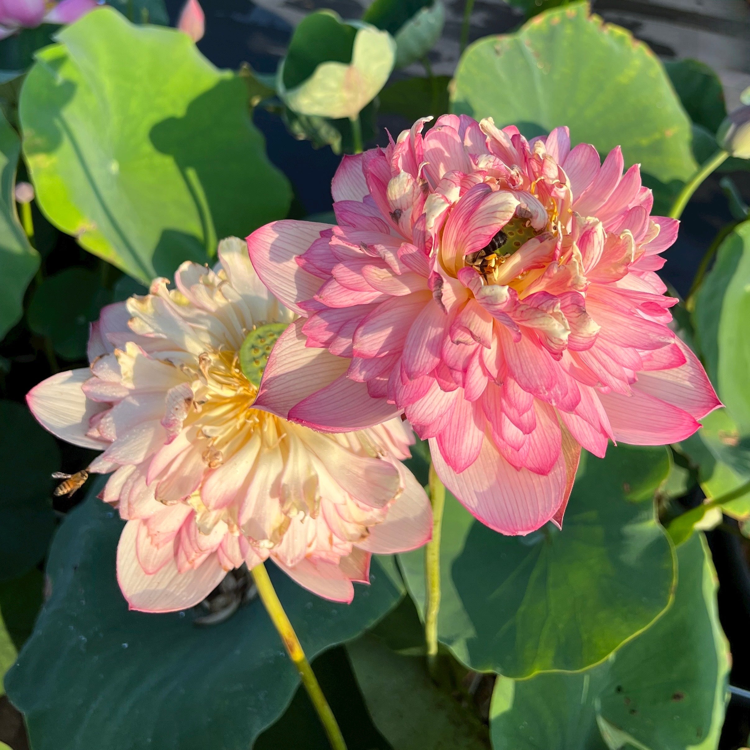 2025 Roosters & Morning Bells Lotus (Bare Root)