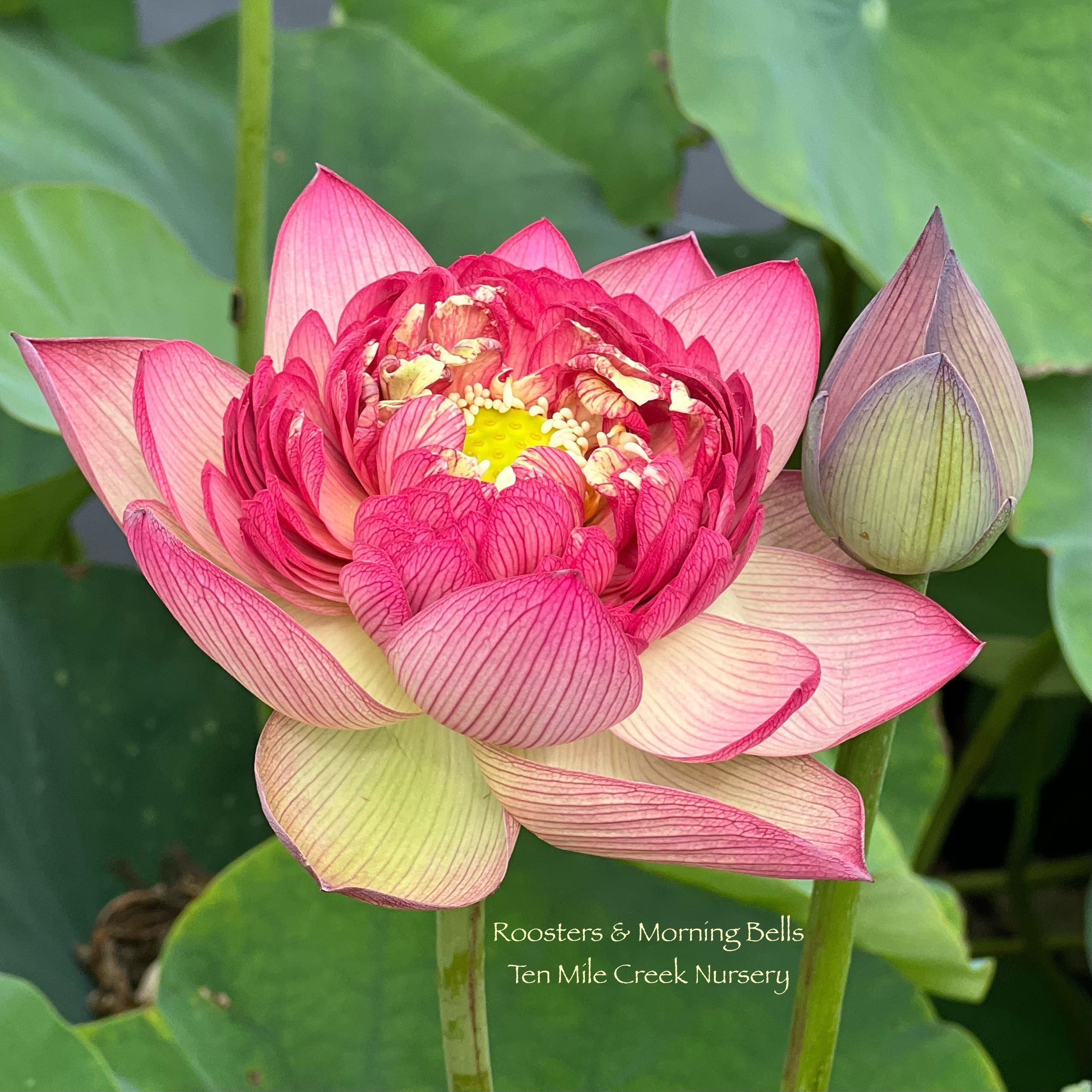2025 Roosters & Morning Bells Lotus (Bare Root)