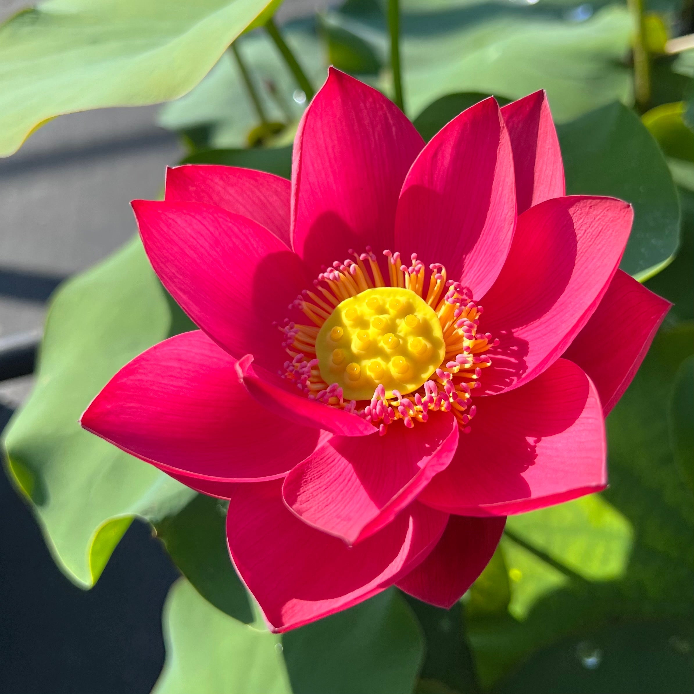 2025 Shine Miniature Lotus (Bare Root)