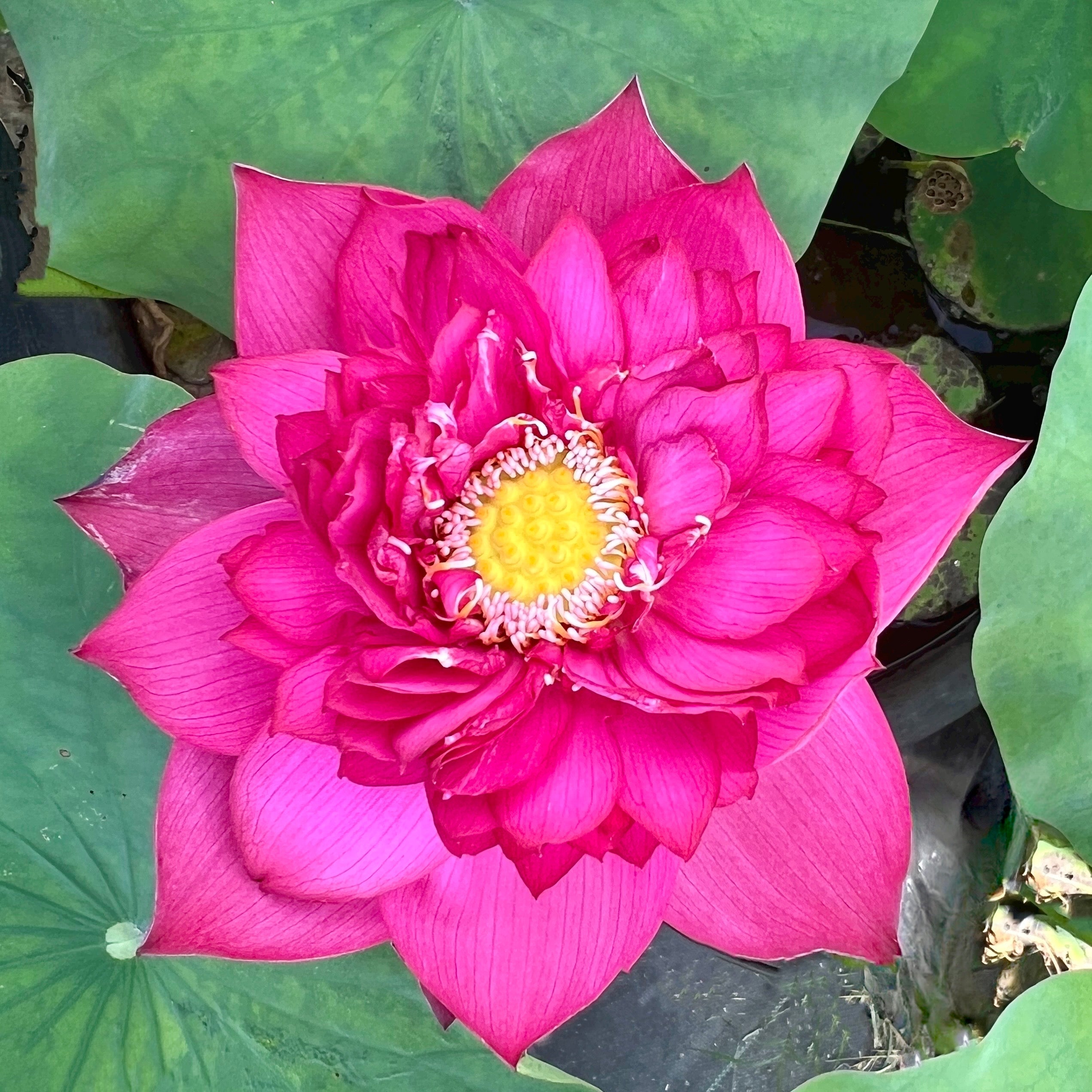 2025 Siam Princess Lotus (Bare Root)