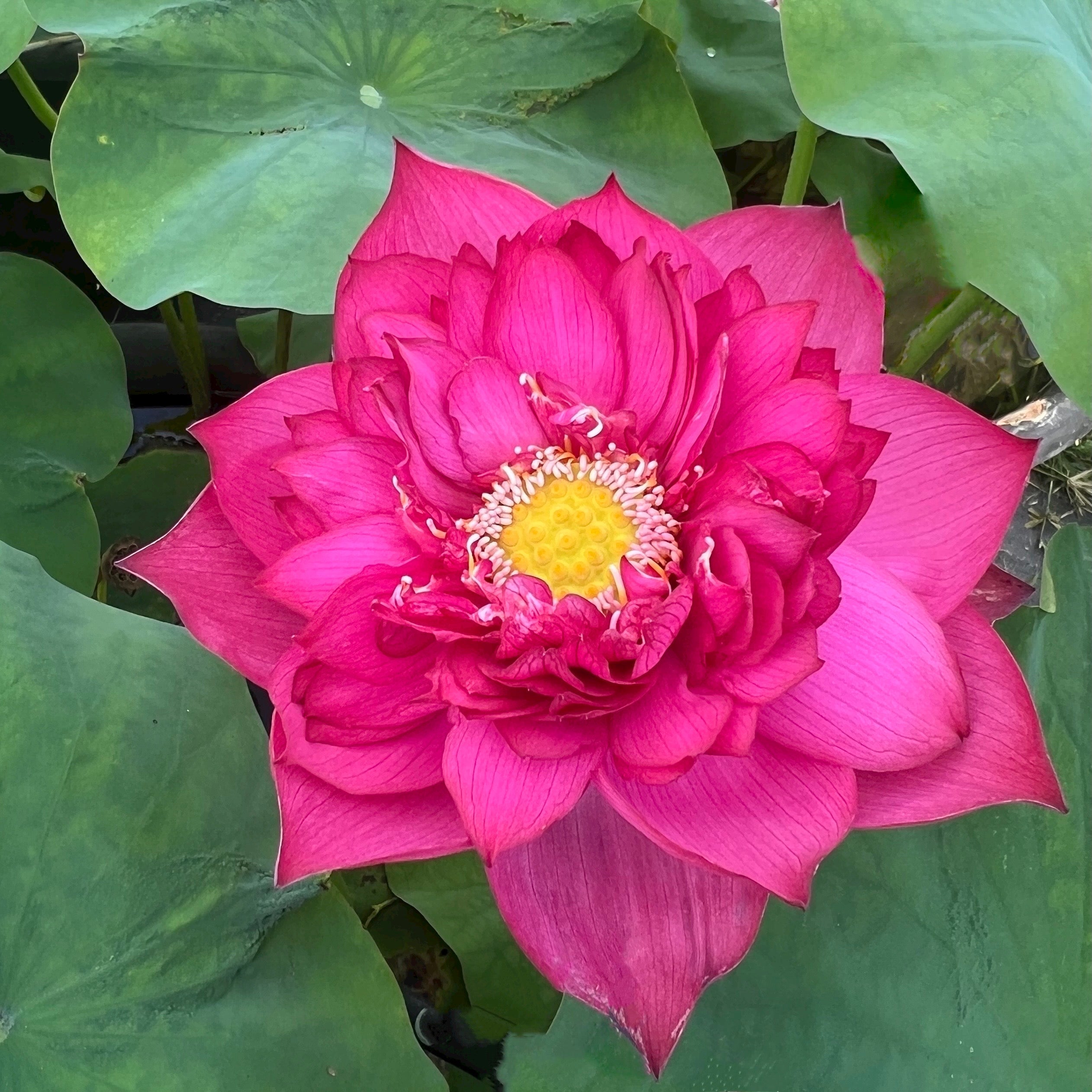 2025 Siam Princess Lotus (Bare Root)