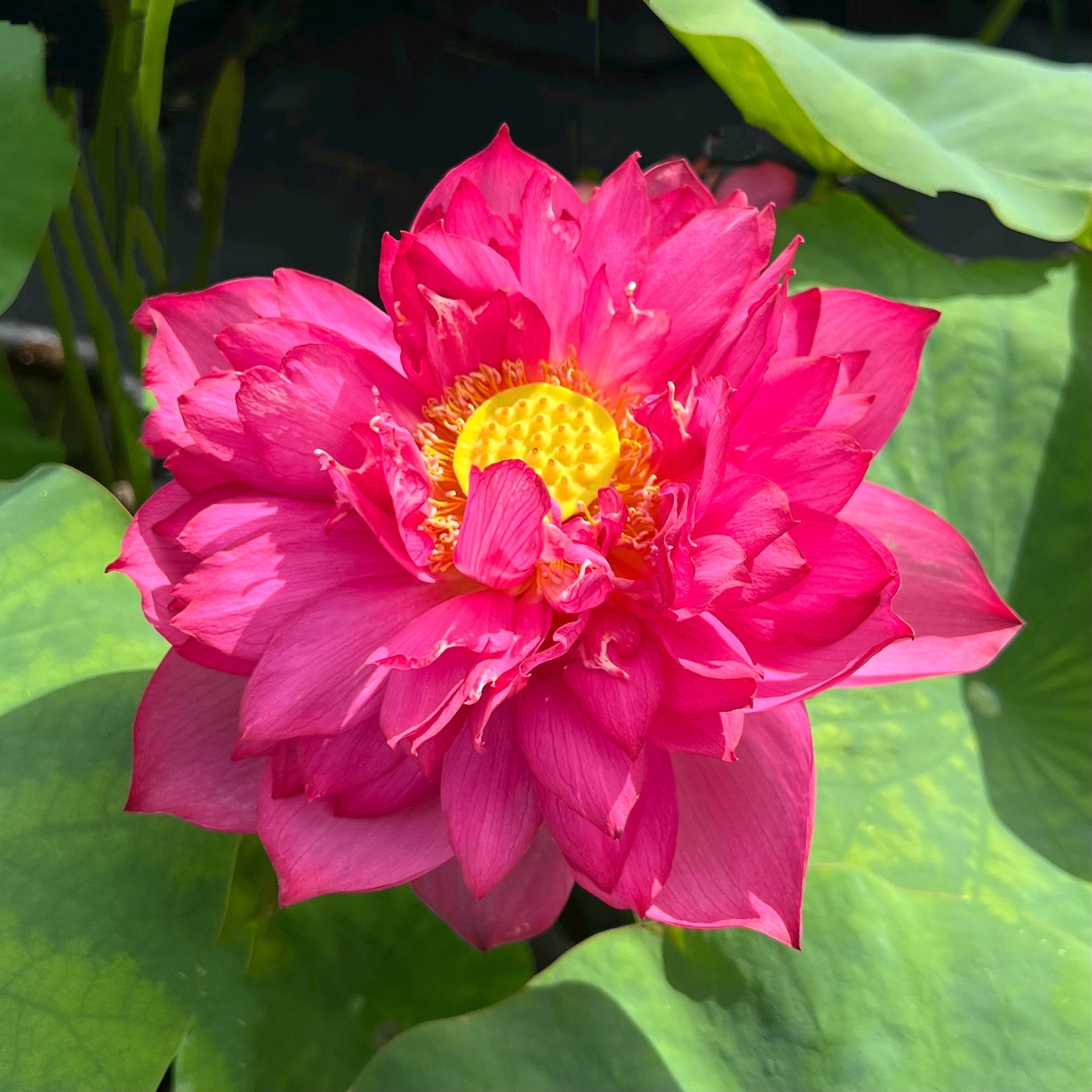 2025 Siam Princess Lotus (Bare Root)