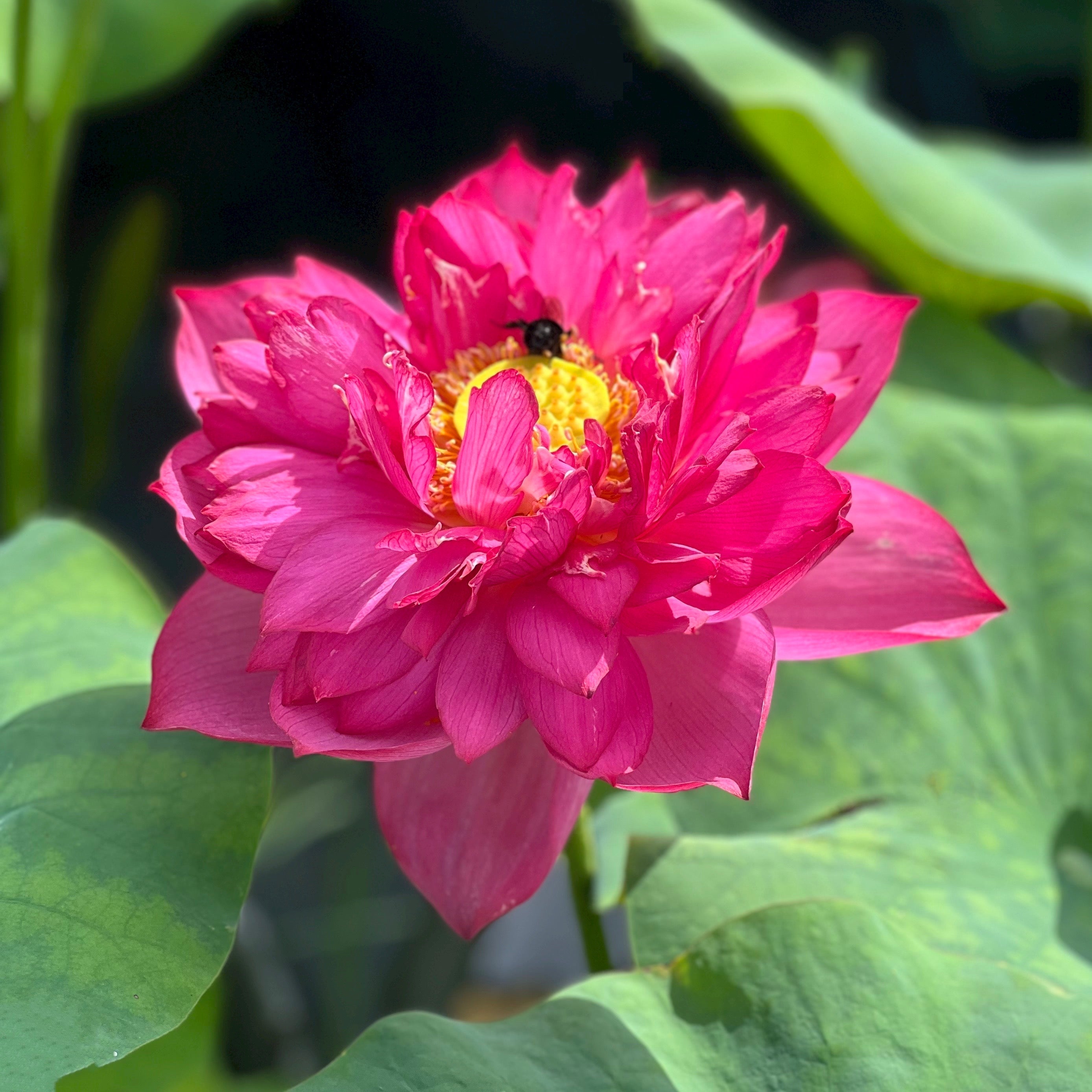 2025 Siam Princess Lotus (Bare Root)
