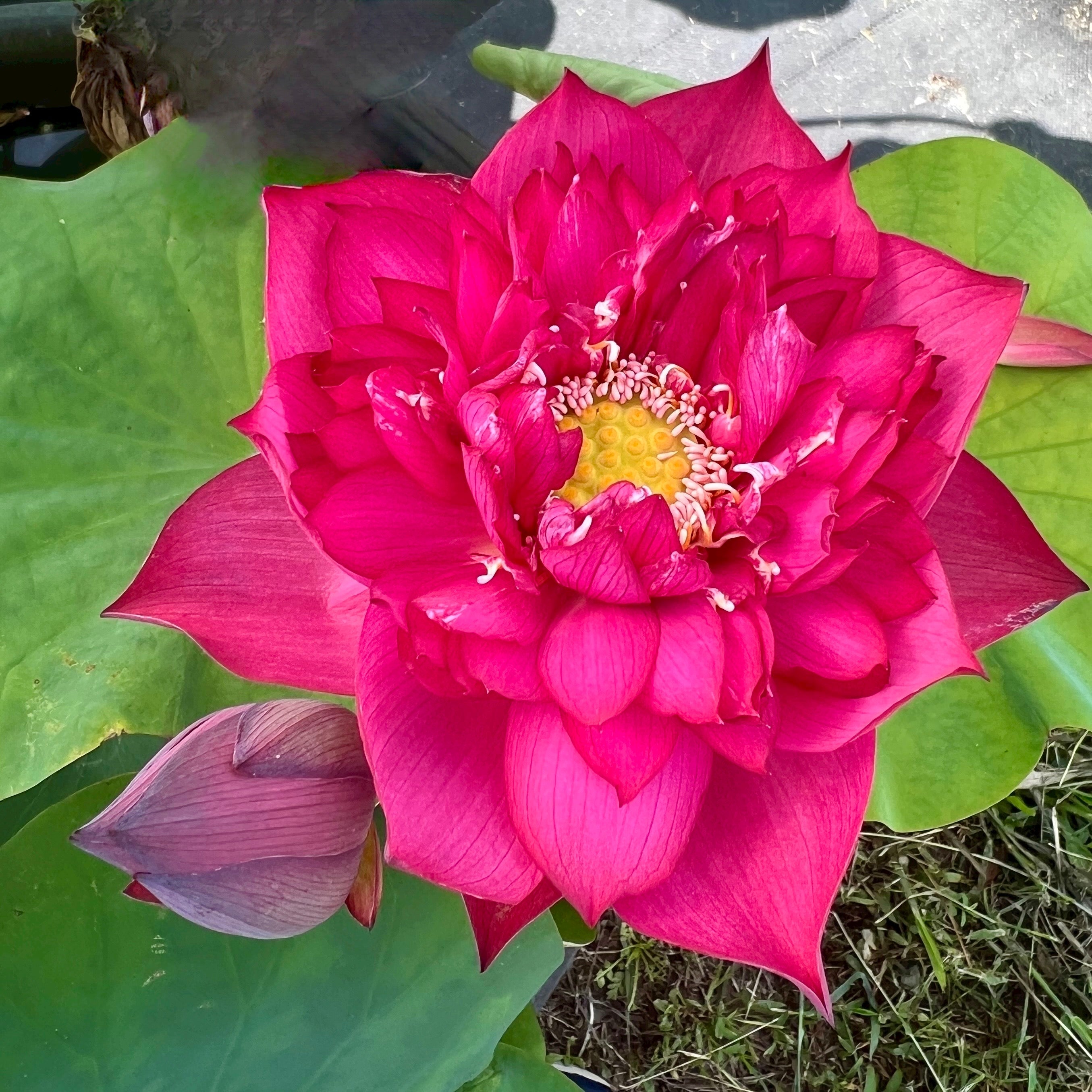 2025 Siam Princess Lotus (Bare Root)