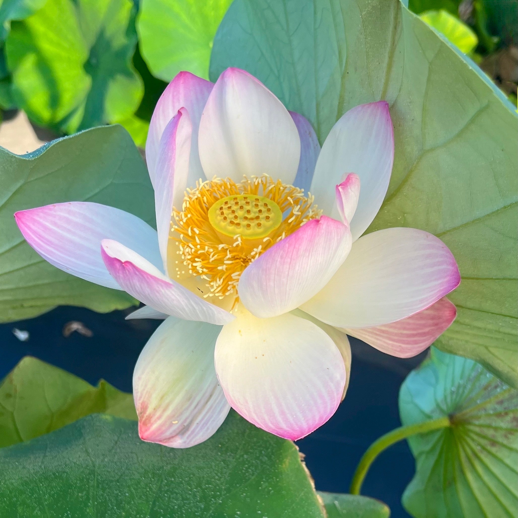 2025 Smiling Flower Lotus (Bare Root)