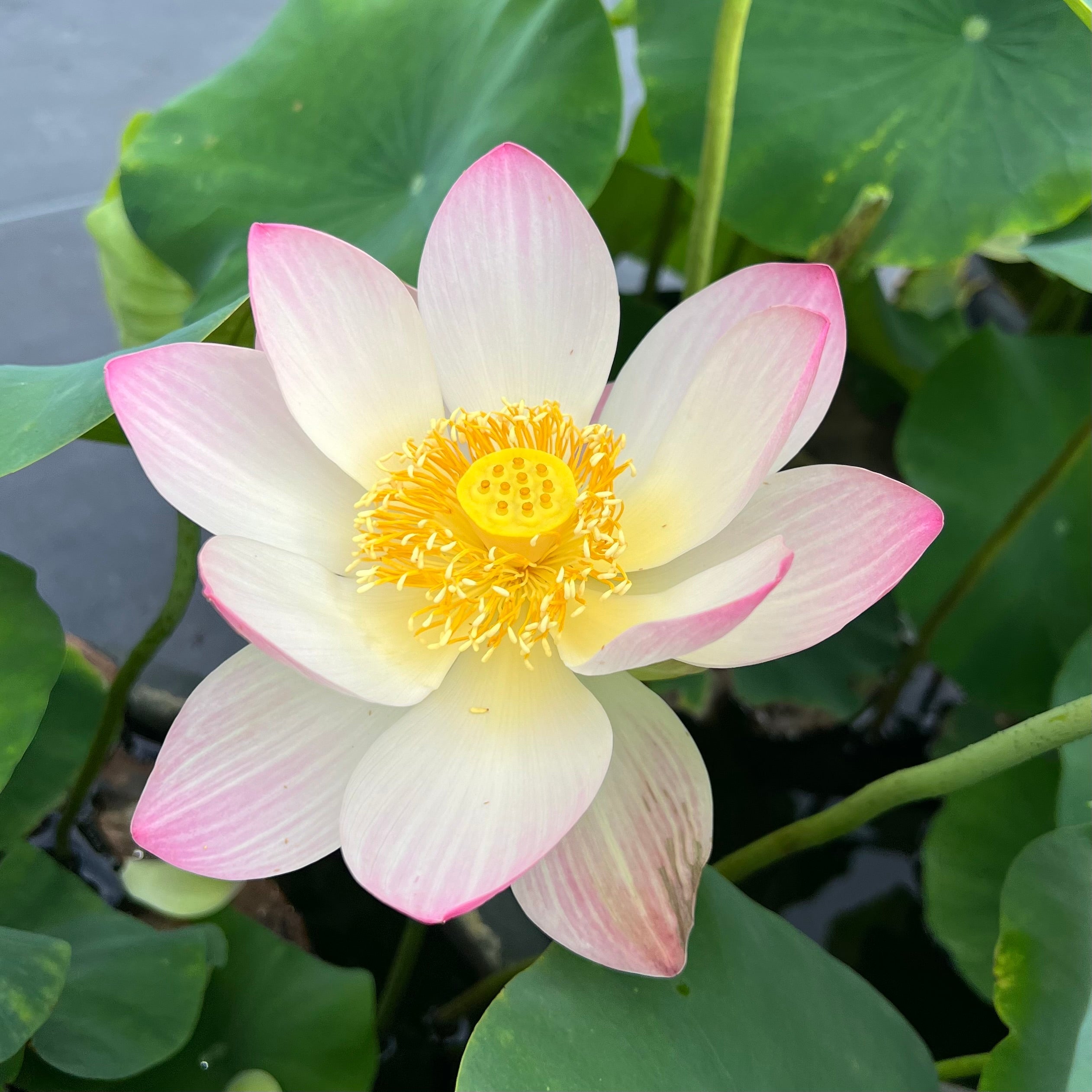 2025 Smiling Flower Lotus (Bare Root)