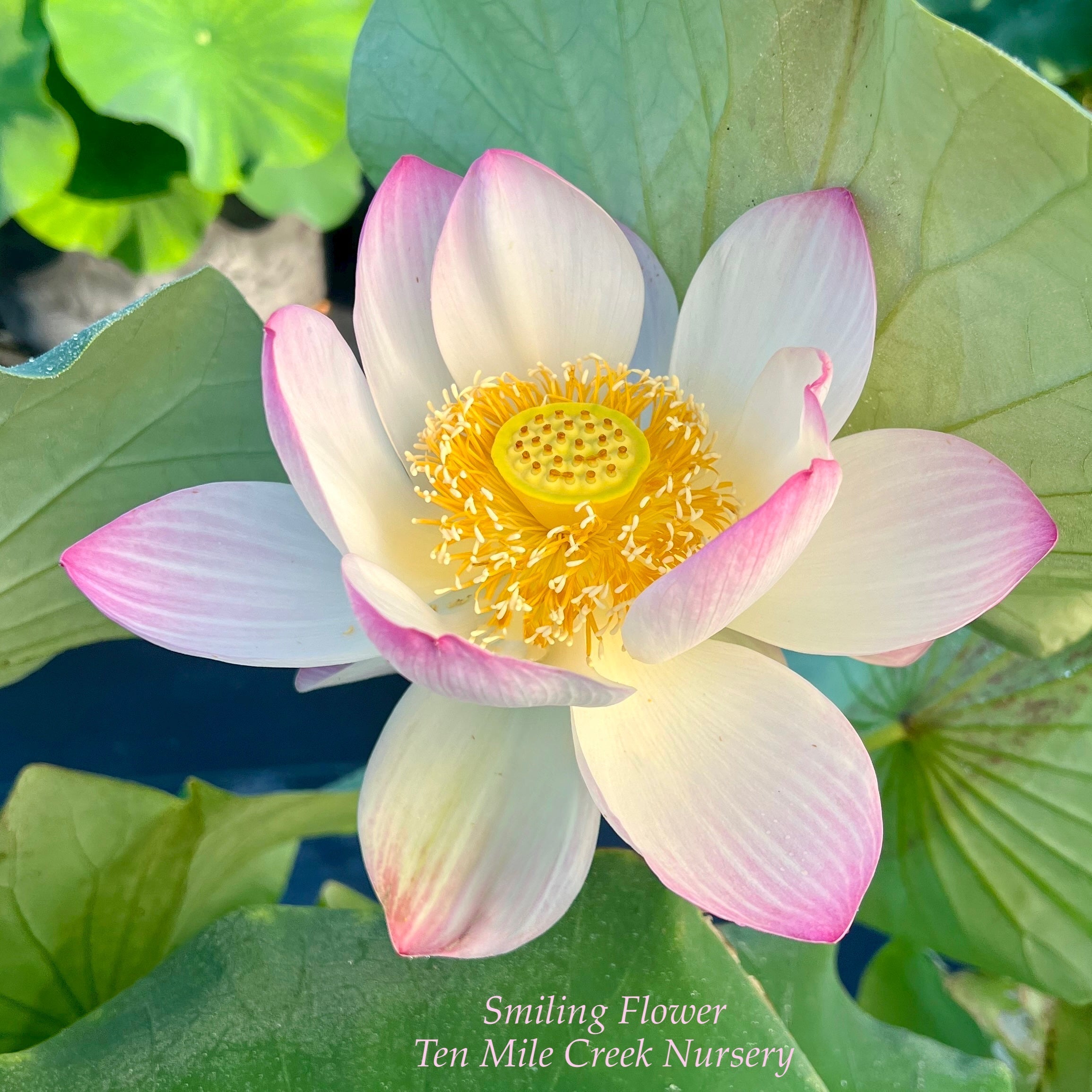 2025 Smiling Flower Lotus (Bare Root)