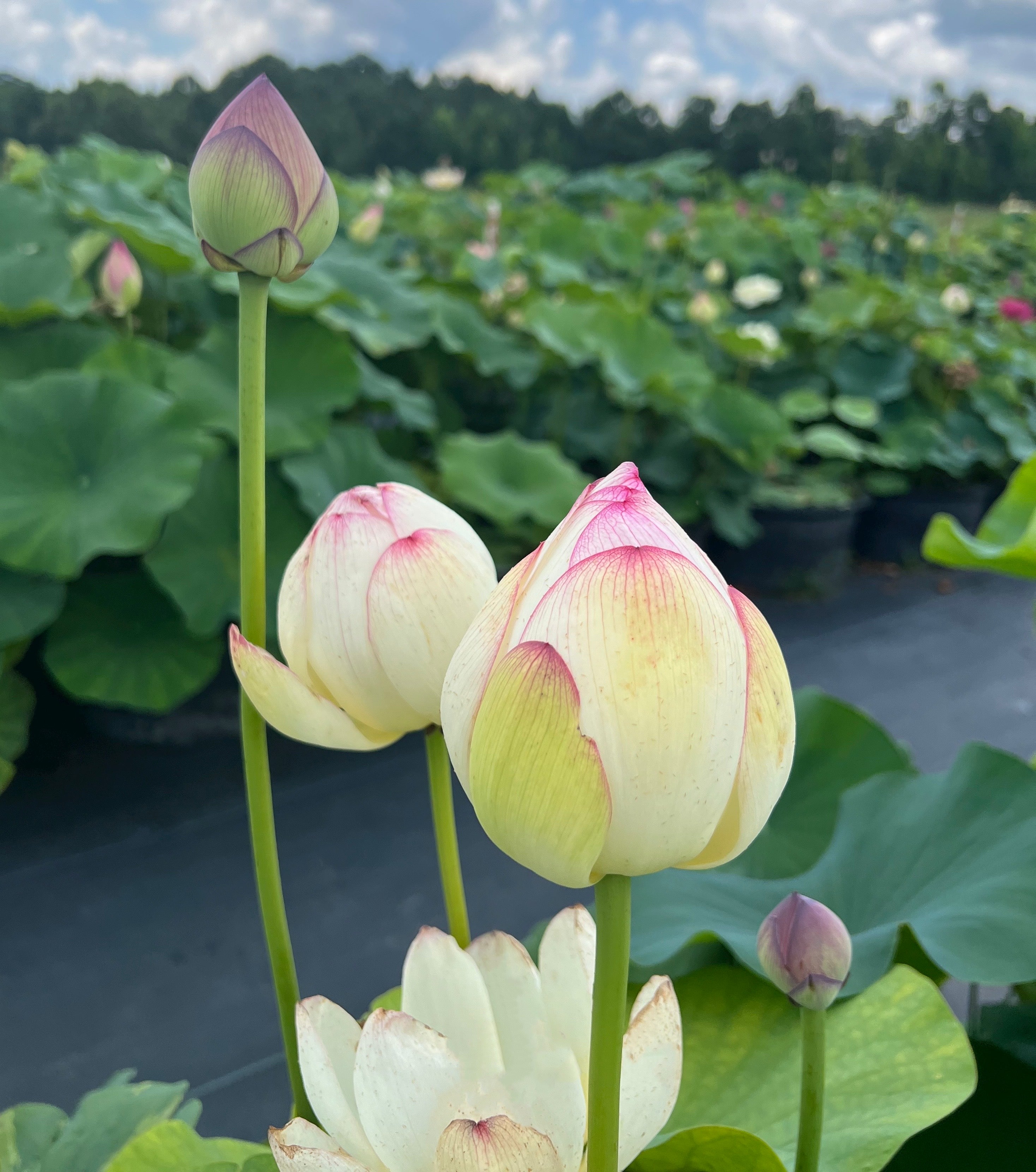 2025 Smiling Flower Lotus (Bare Root)