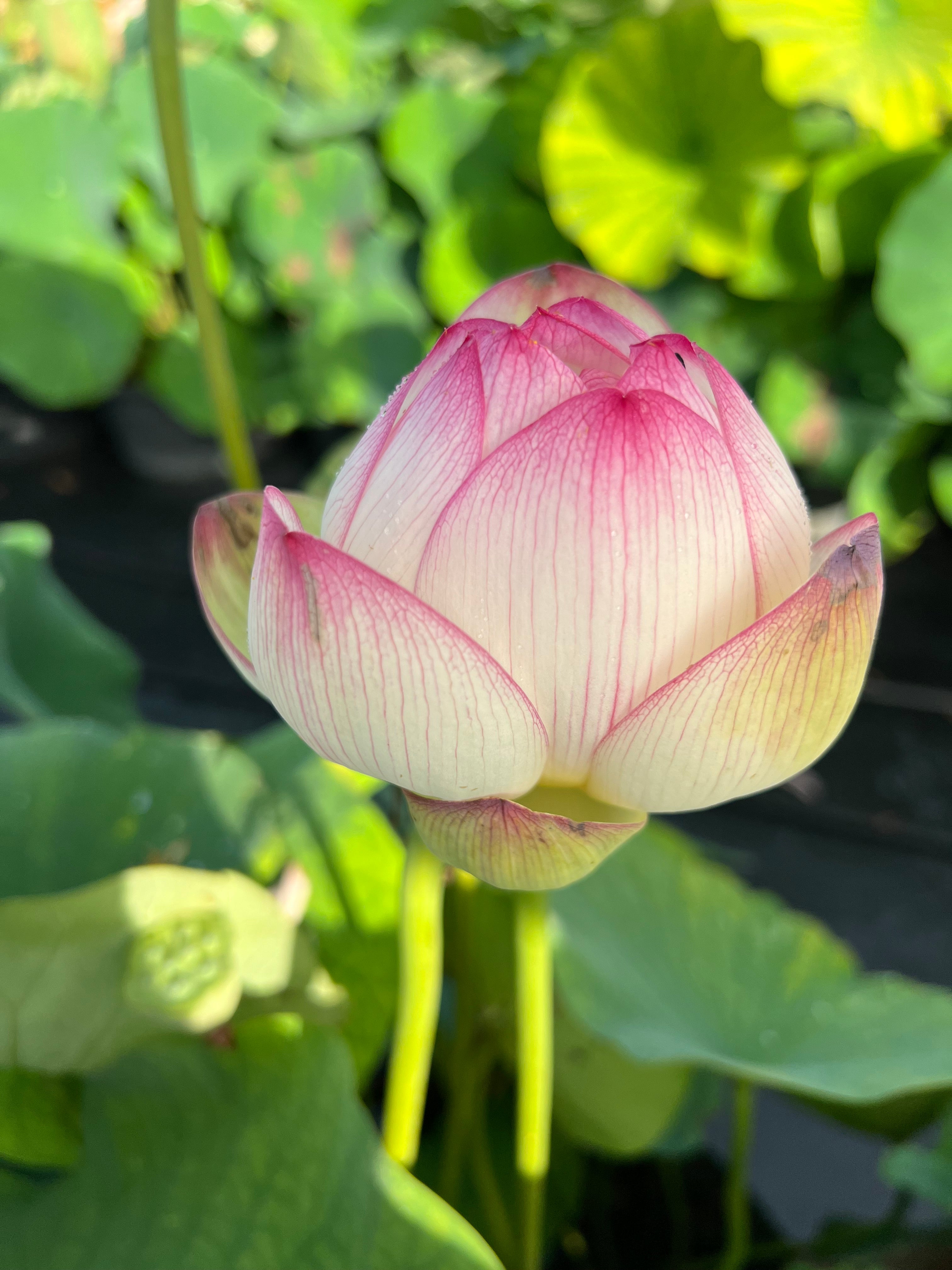 2025 Smiling Flower Lotus (Bare Root)