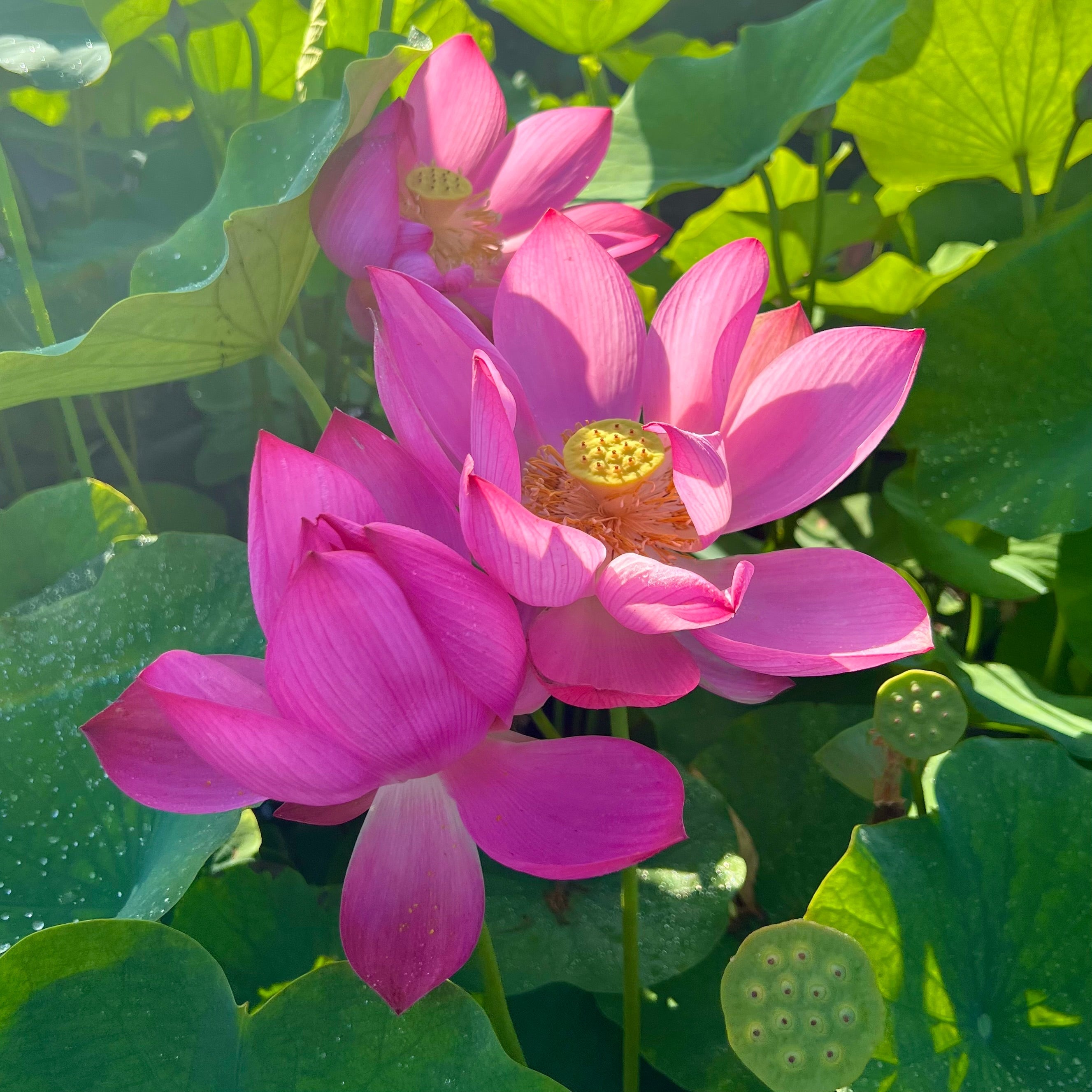 2025 Songcheng Summer Pink Lotus (Bare Root)