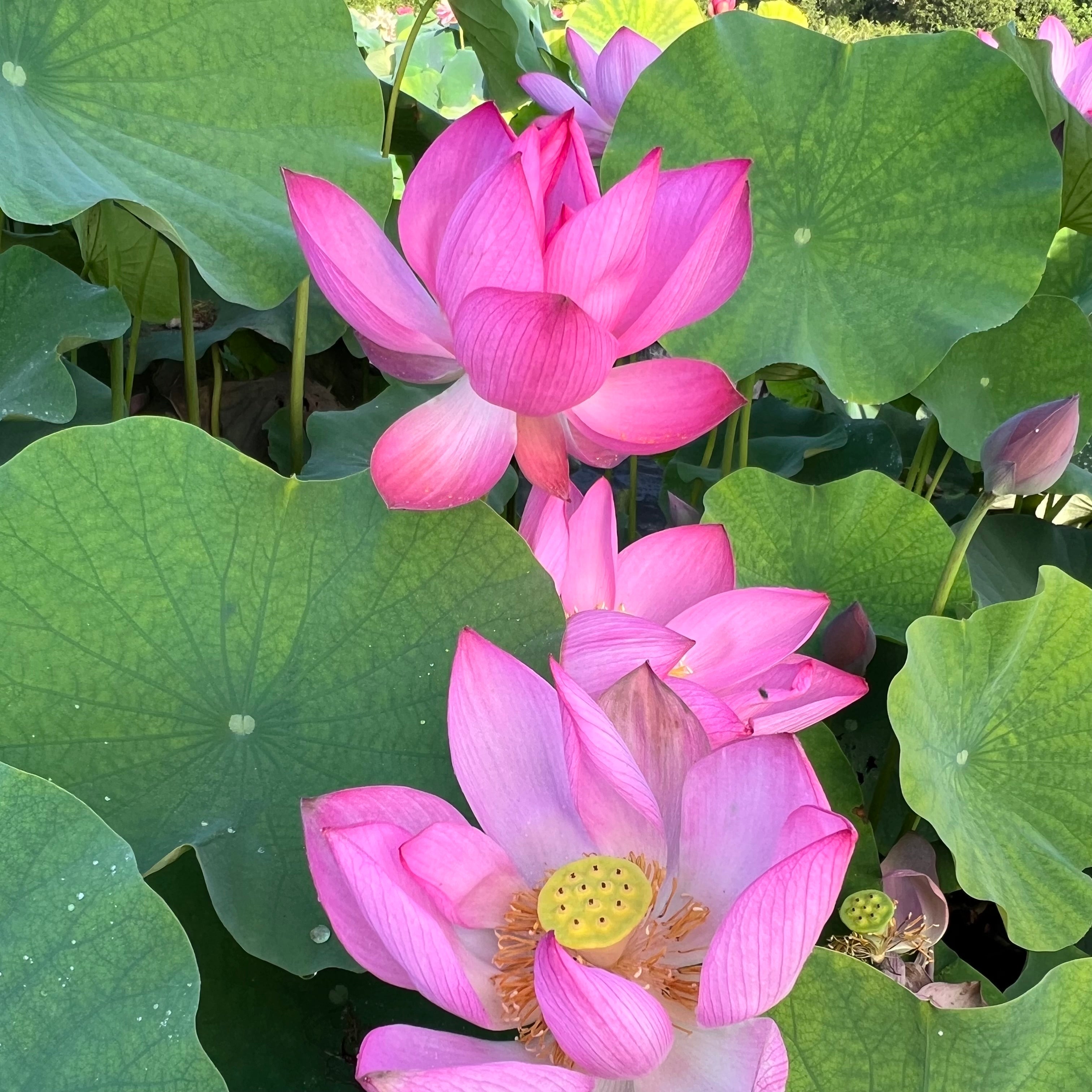2025 Songcheng Summer Pink Lotus (Bare Root)