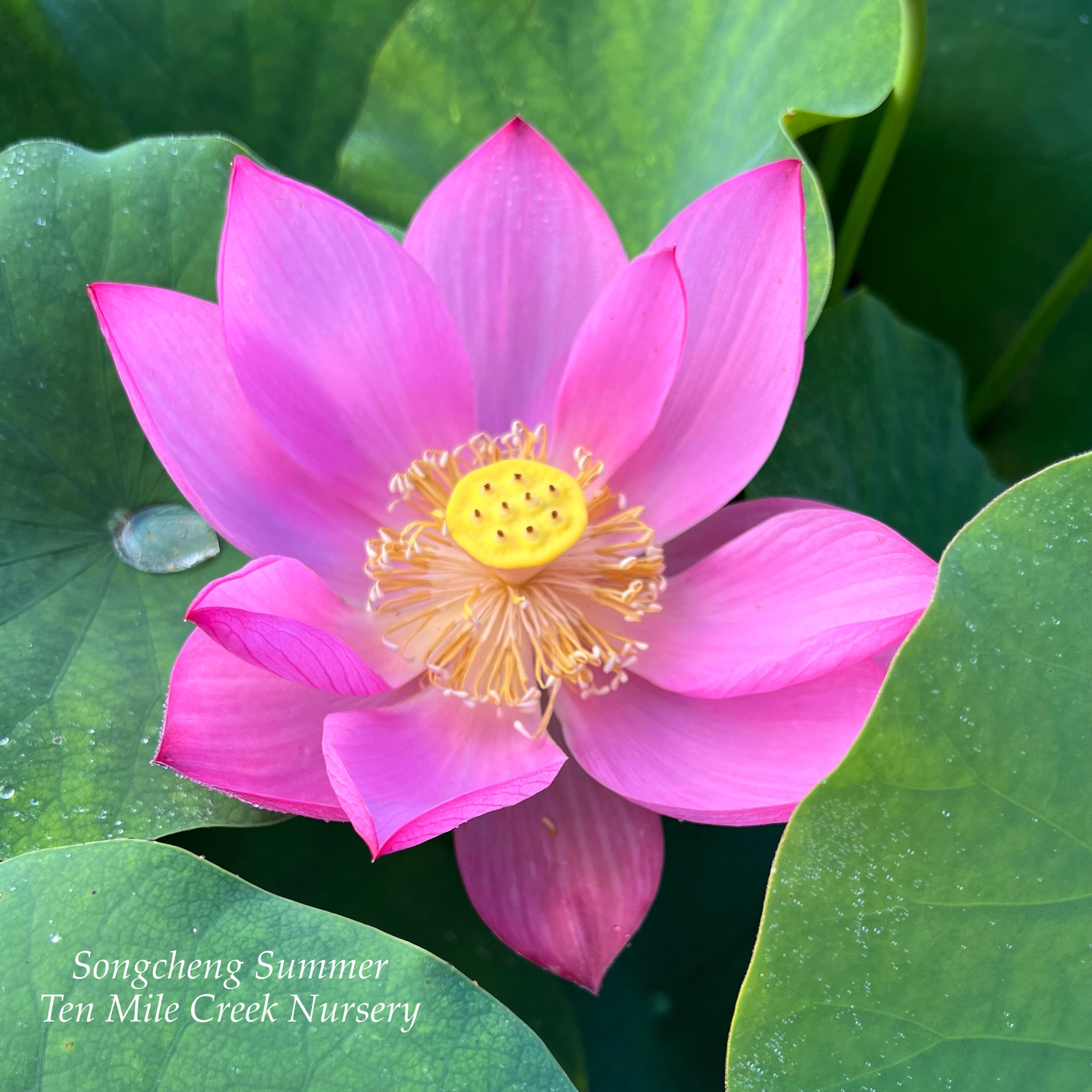 2025 Songcheng Summer Pink Lotus (Bare Root)