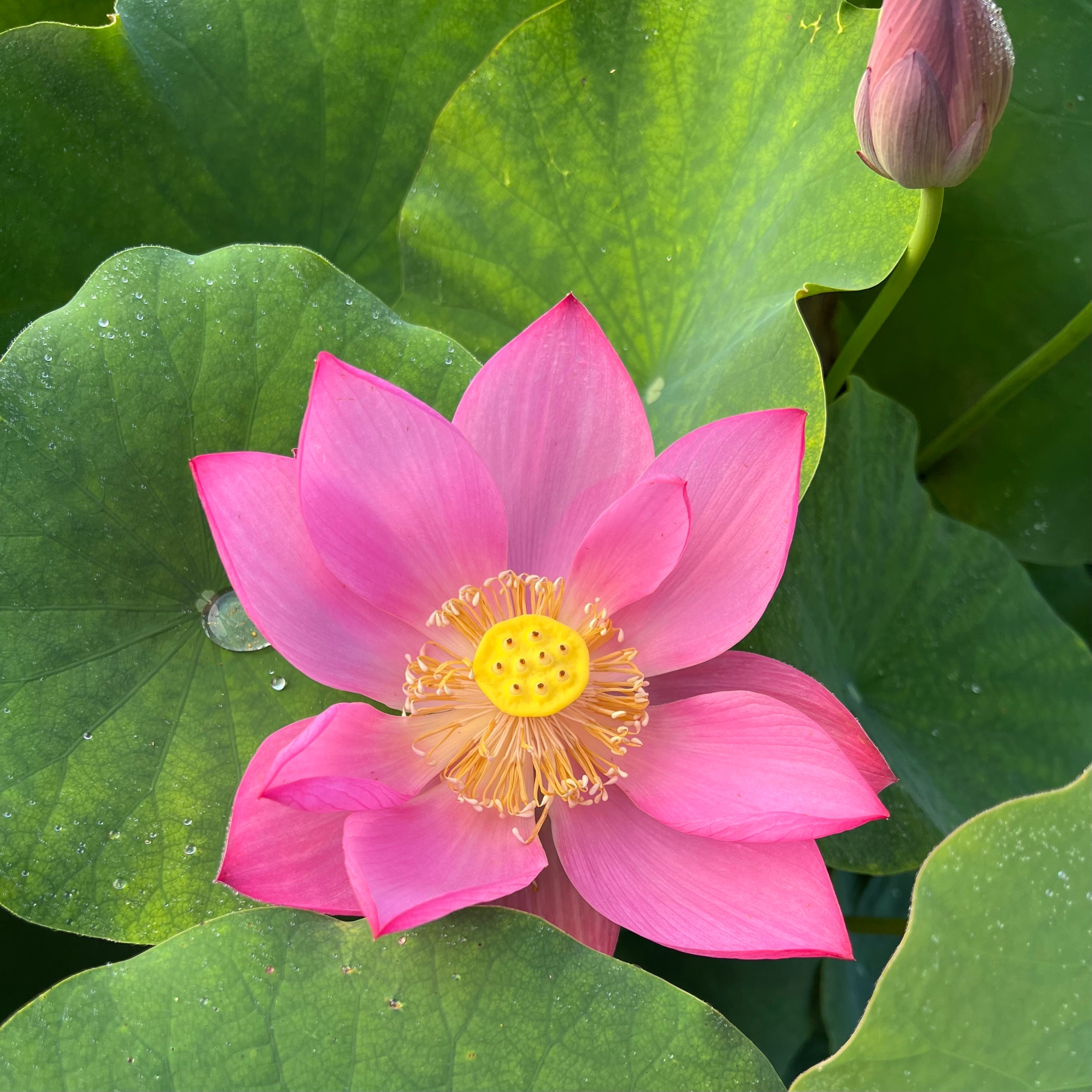2025 Songcheng Summer Pink Lotus (Bare Root)