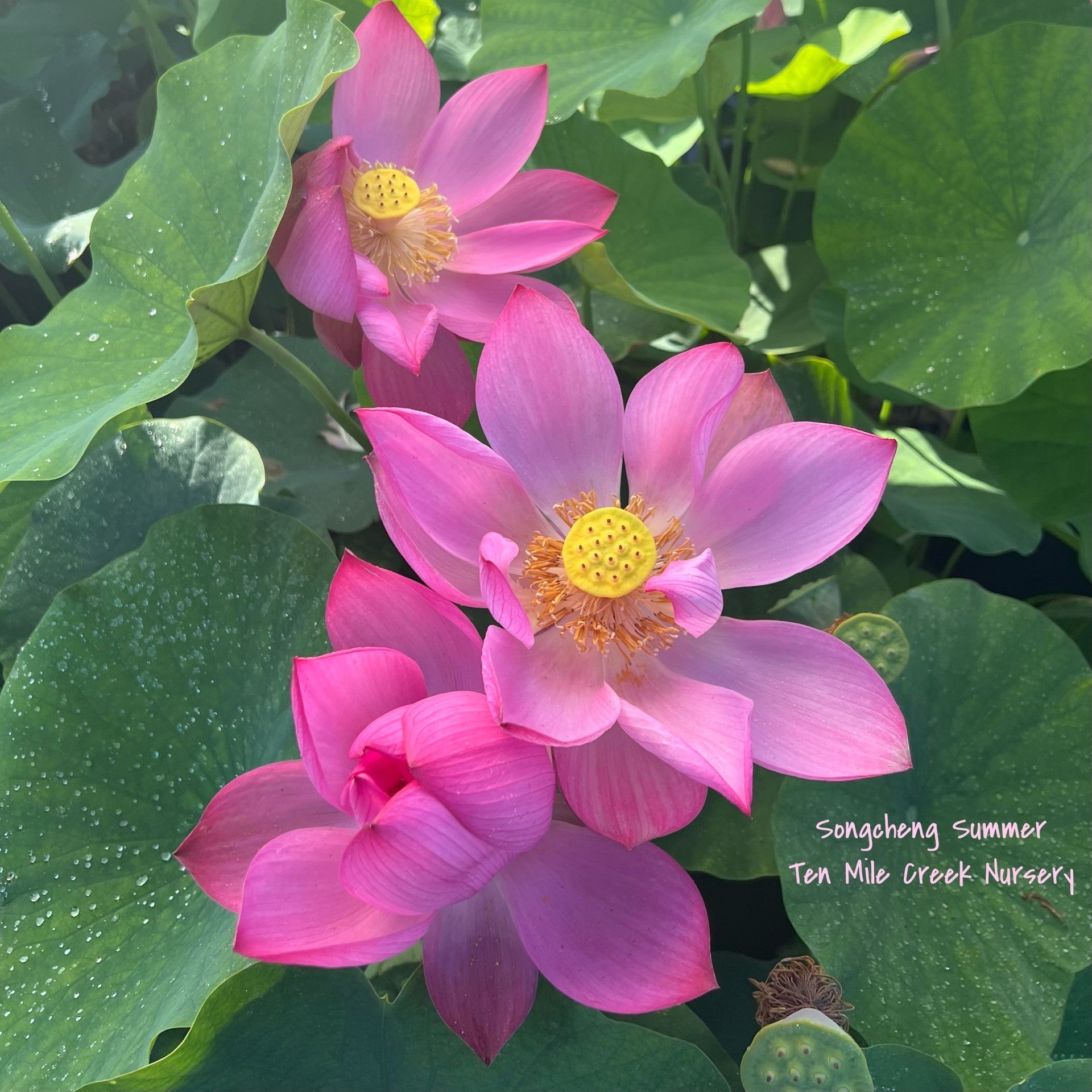 2025 Songcheng Summer Pink Lotus (Bare Root)