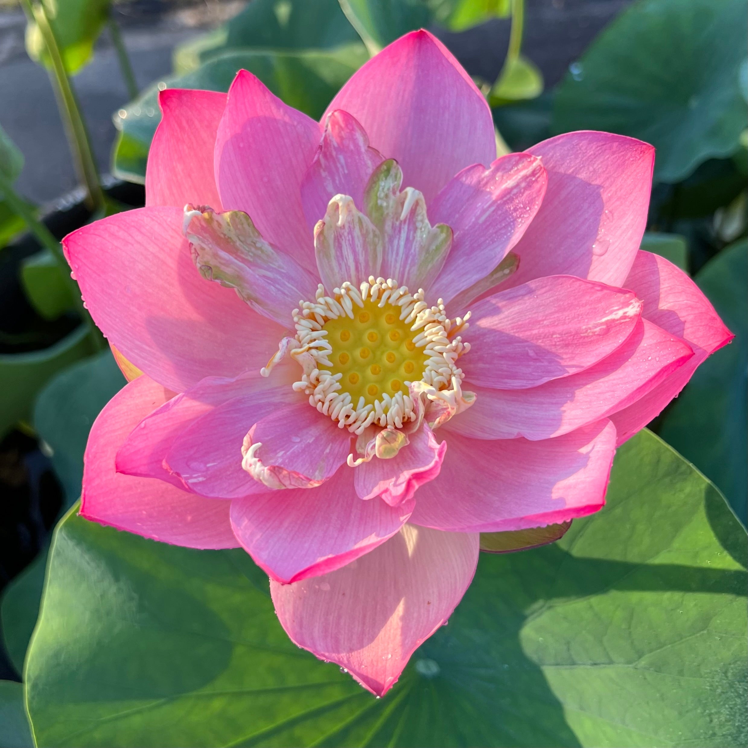 2025 Taicheng Jasper Lotus (Bare Root)