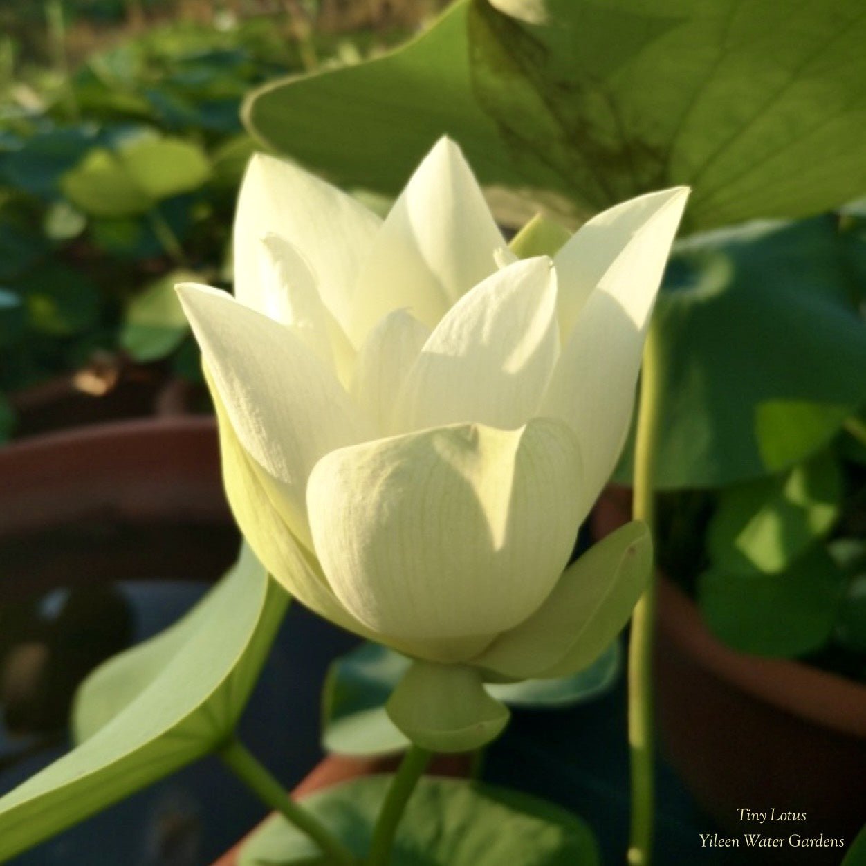 2025 Tiny Lotus MICRO (Bare Root)