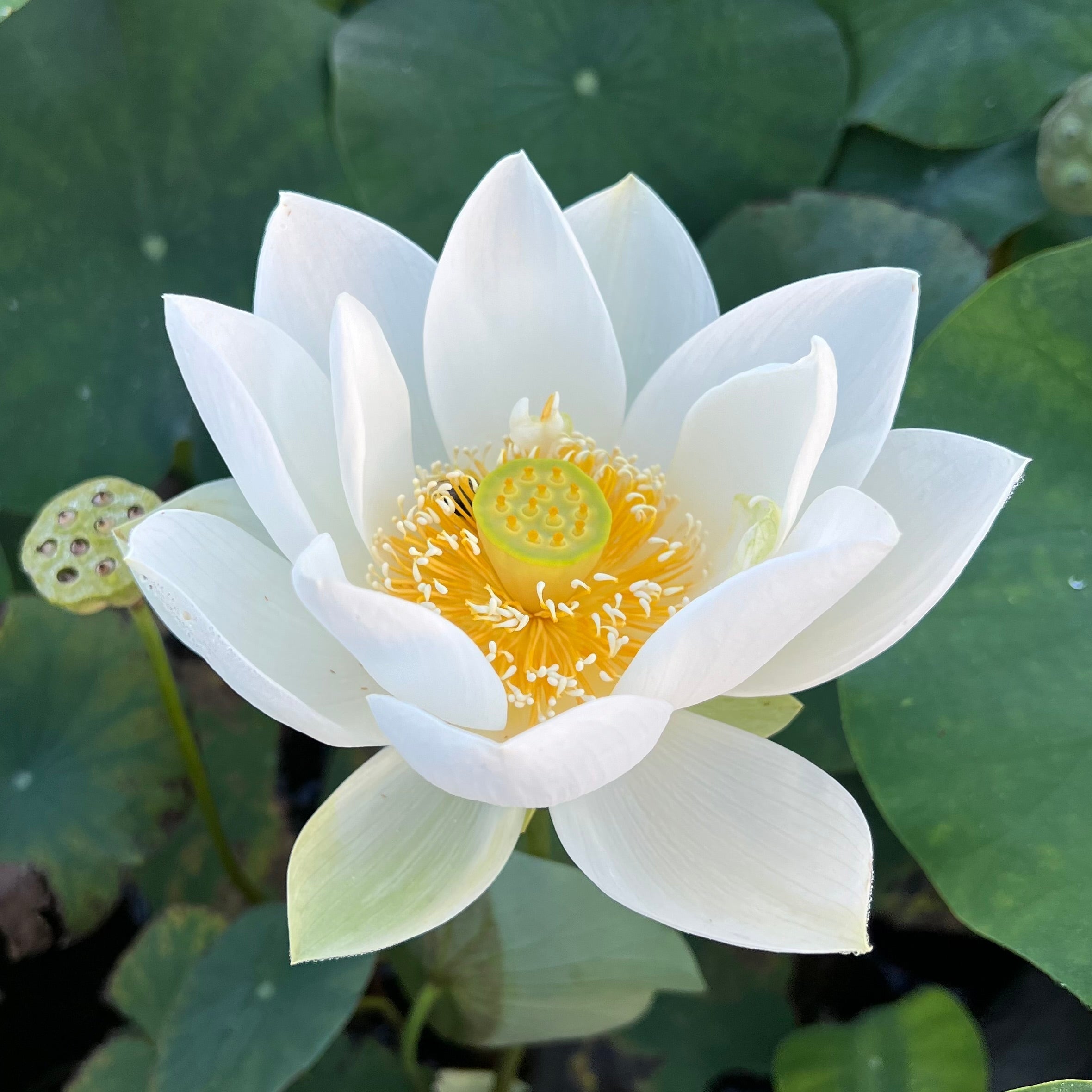 2025 Wedding Dress Lotus (Bare Root)