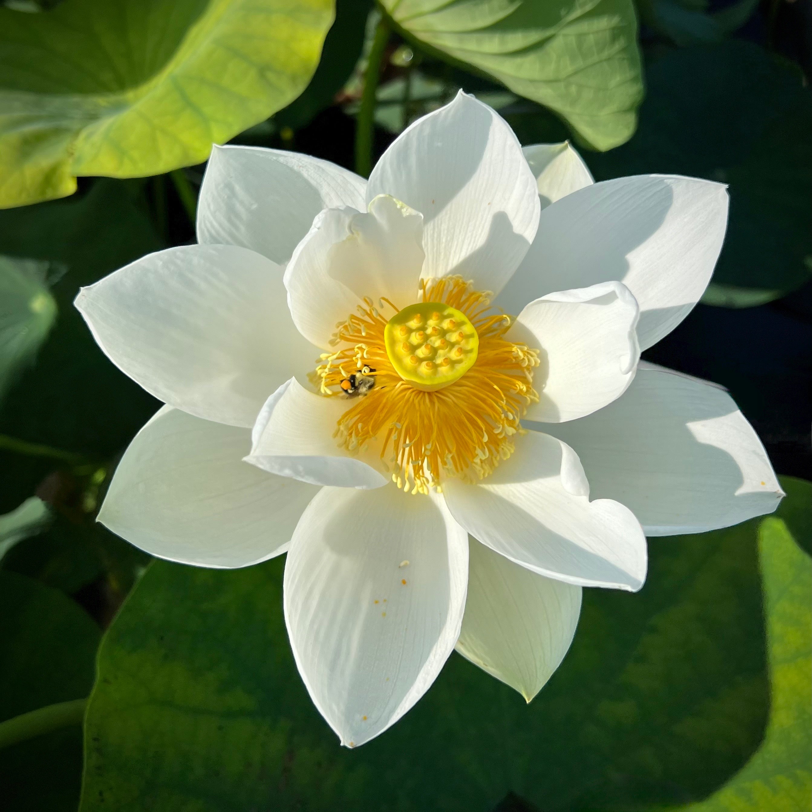 2025 Wedding Dress Lotus (Bare Root)