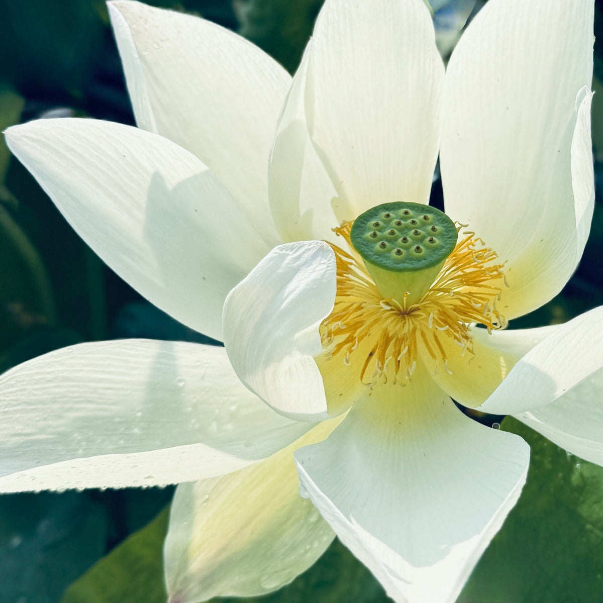 Buddha in Clear Water Lotus (Bare Root)