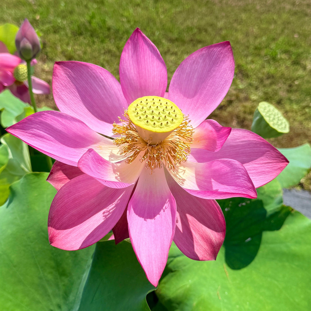 Crimson Goblet Lotus (Bare Root)
