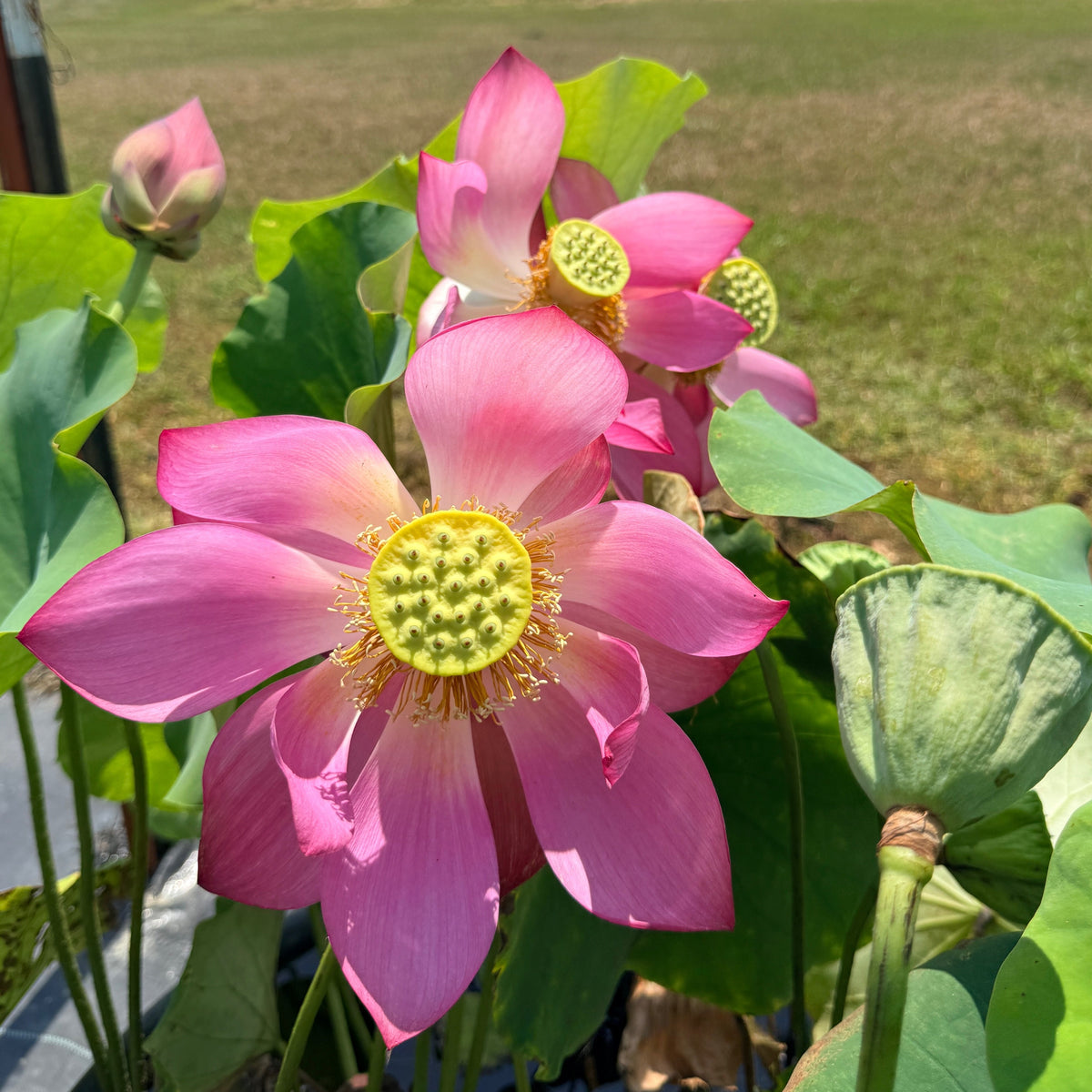 Crimson Goblet Lotus (Bare Root)