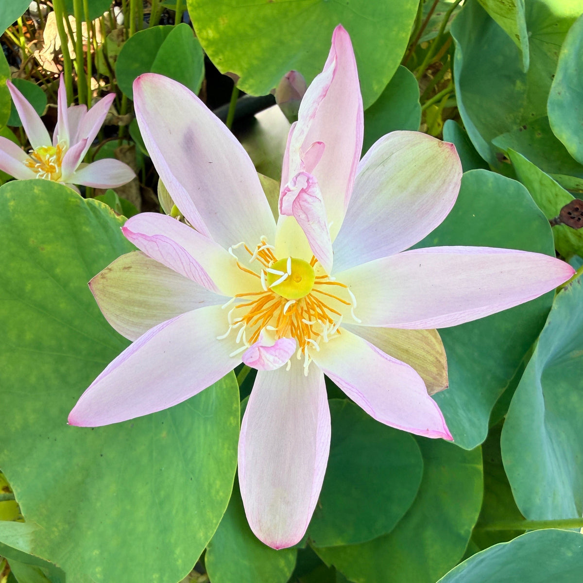 Delicate Hand Lotus (Bare Root)