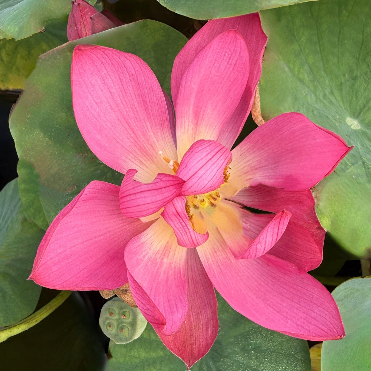 Karen's Kookie-Doodle Mini Lotus (Bare Root)