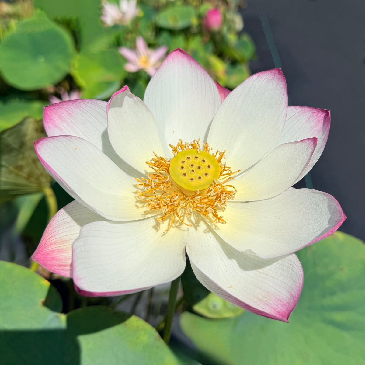 Ning Xua Lotus (Bare Root)