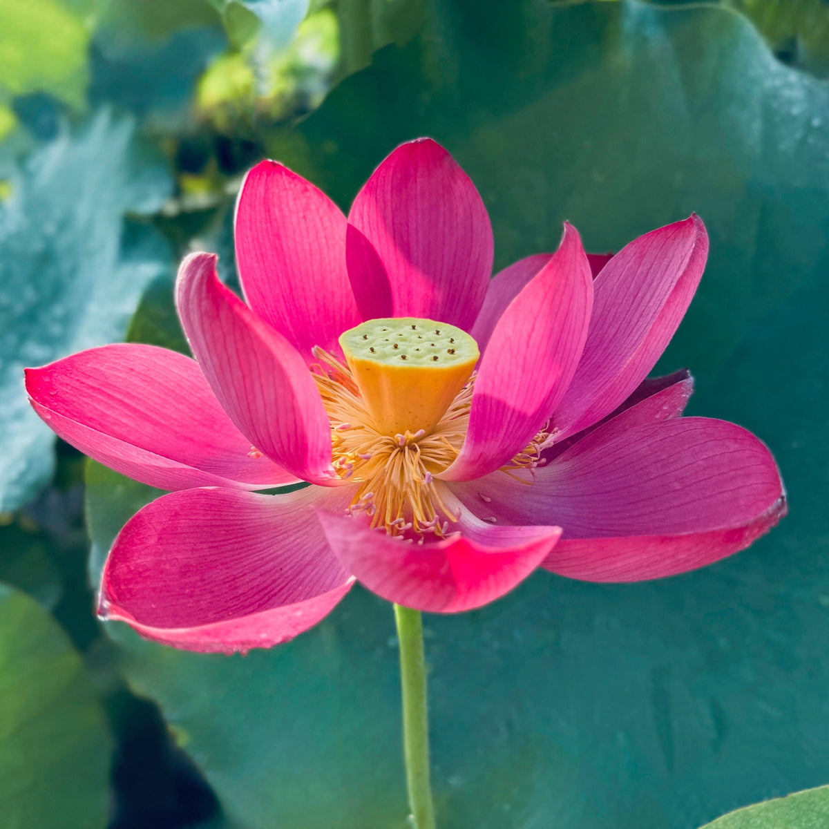 Oriental Red Lotus (Bare Root)