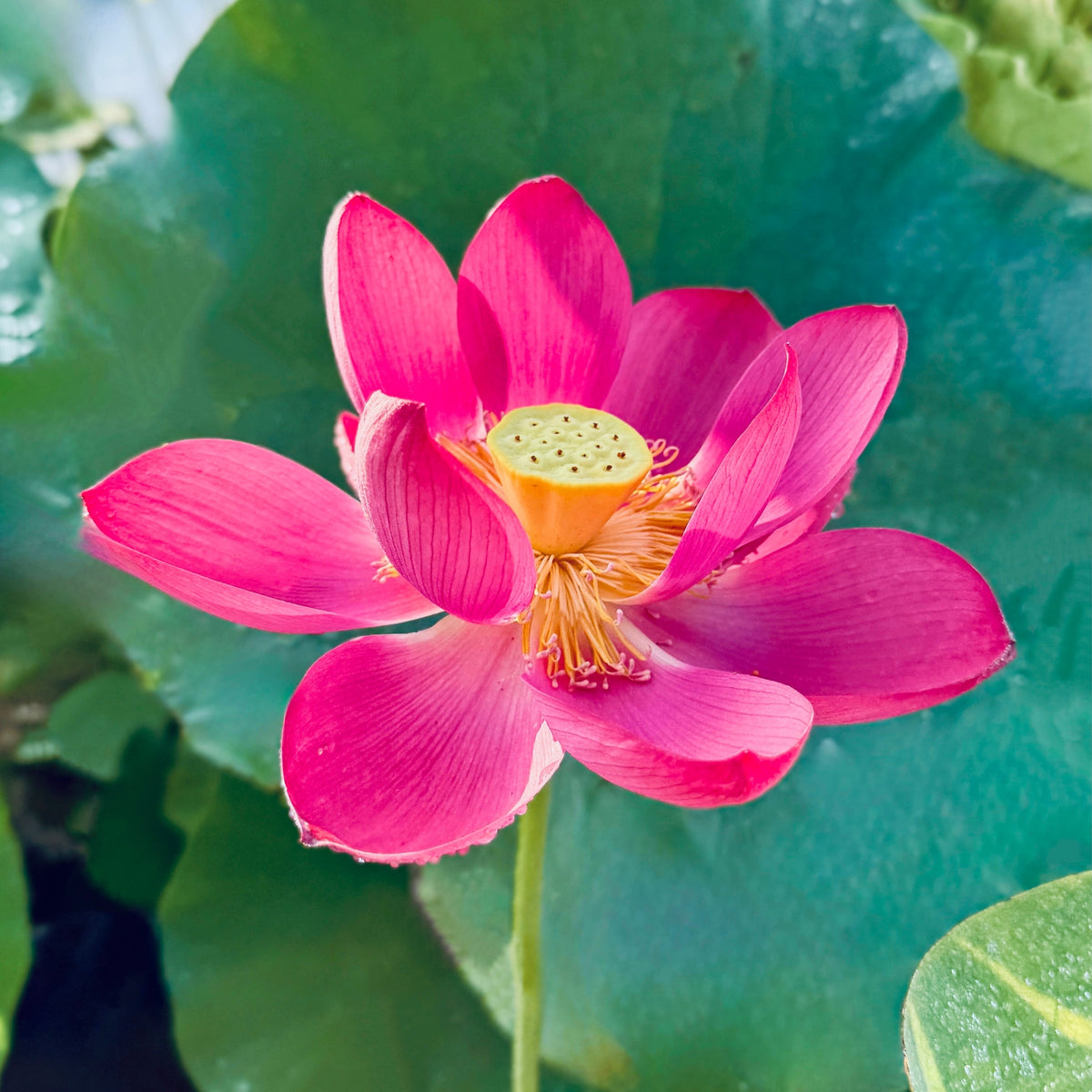 Oriental Red Lotus (Bare Root)