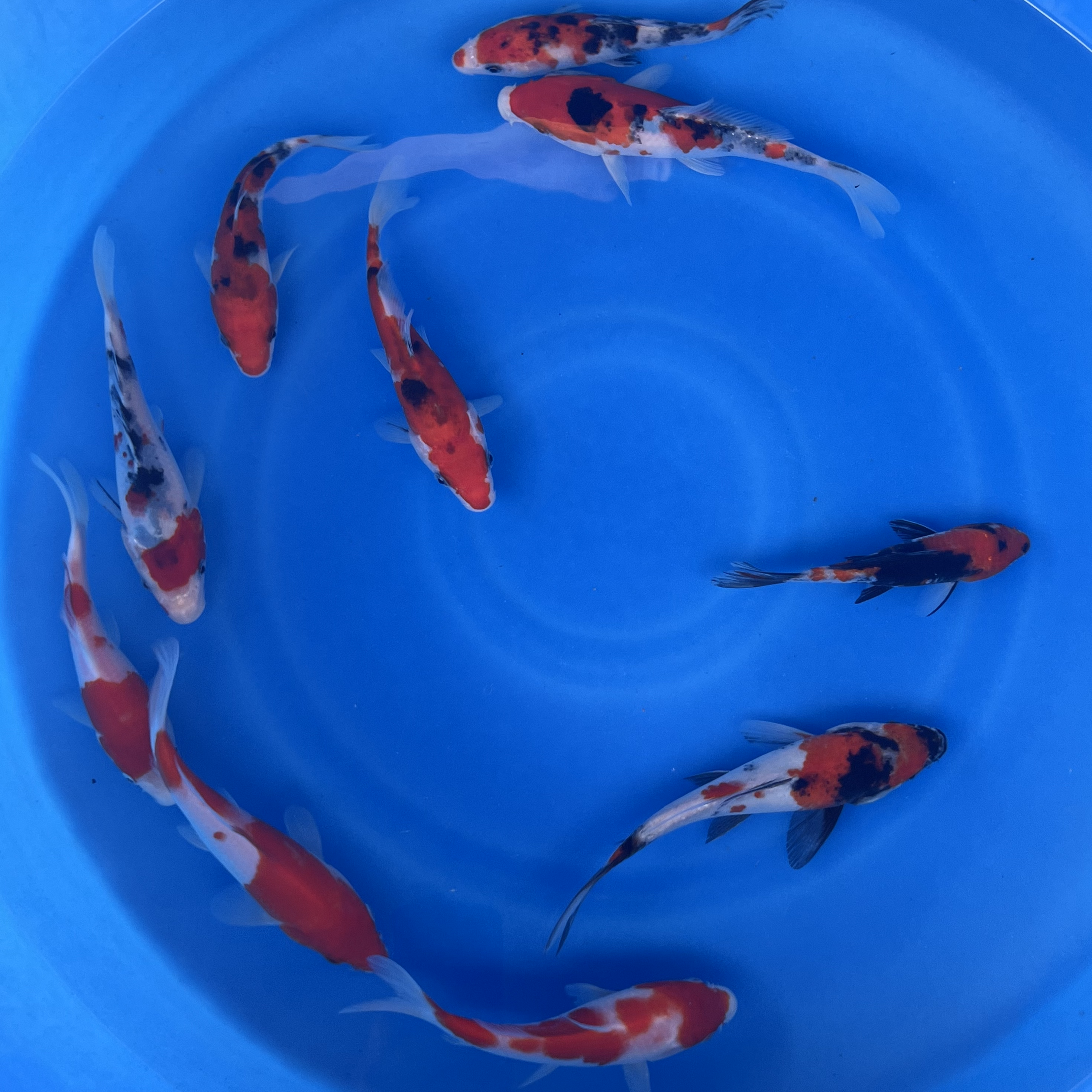 Paquetes premium de peces koi japoneses Gosanke