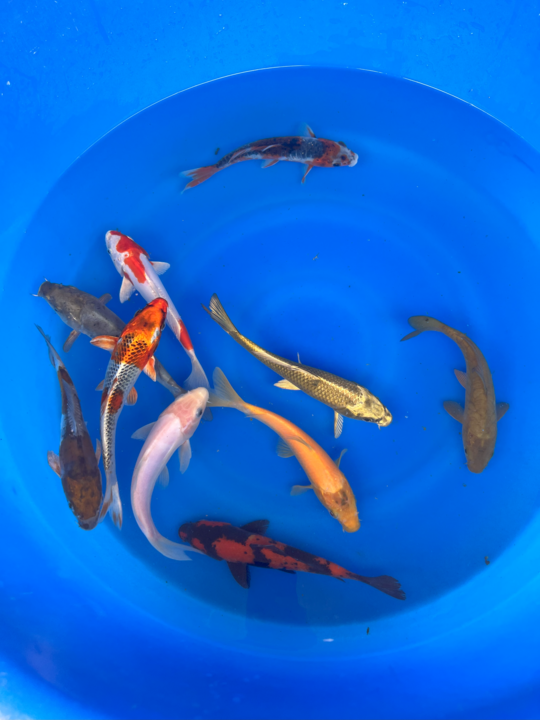 Paquetes premium de peces koi japoneses