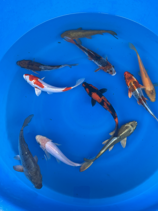 Paquetes premium de peces koi japoneses