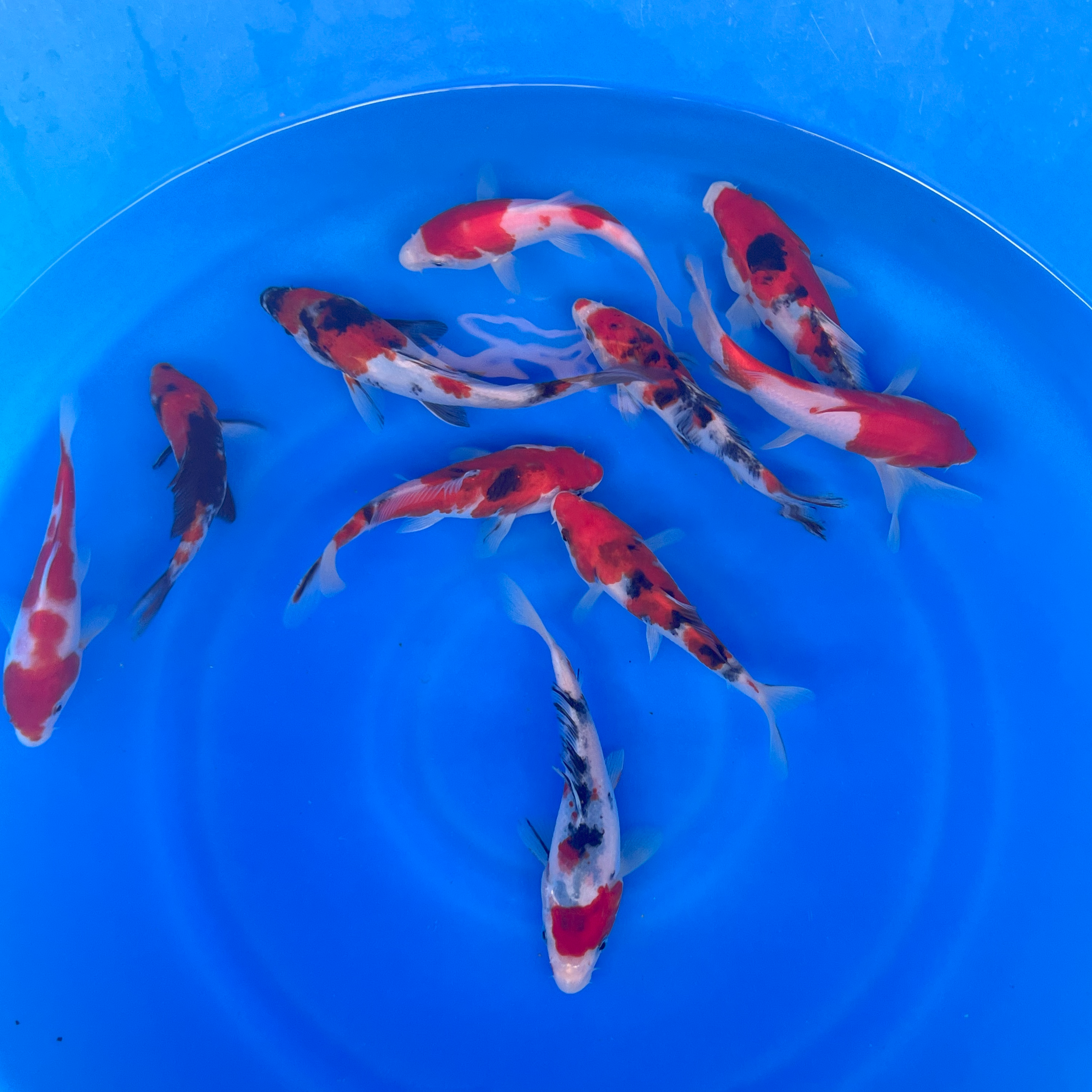 Paquetes premium de peces koi japoneses Gosanke