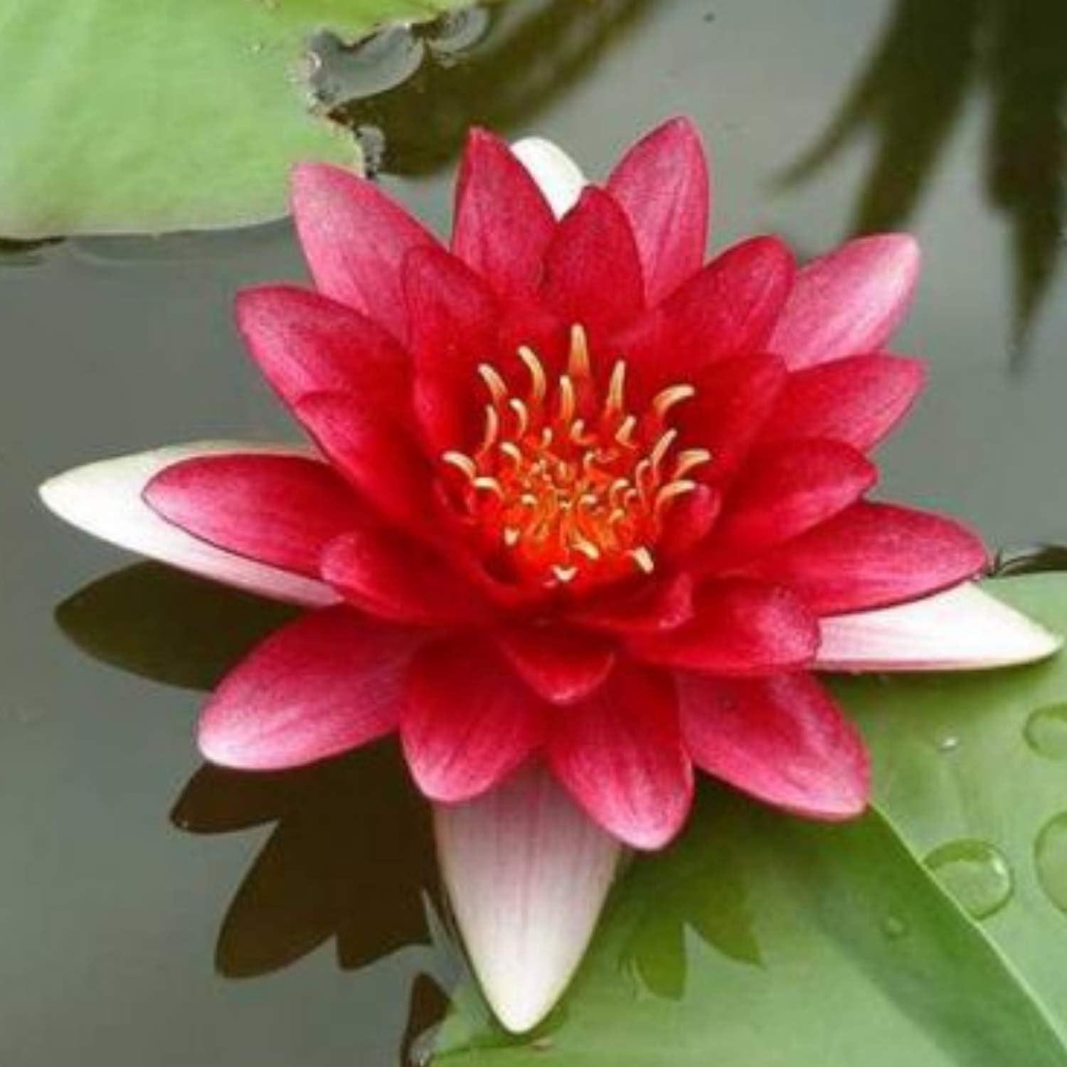 Nymphaea 'Attraction Red' Hardy Lily (Bare Root)