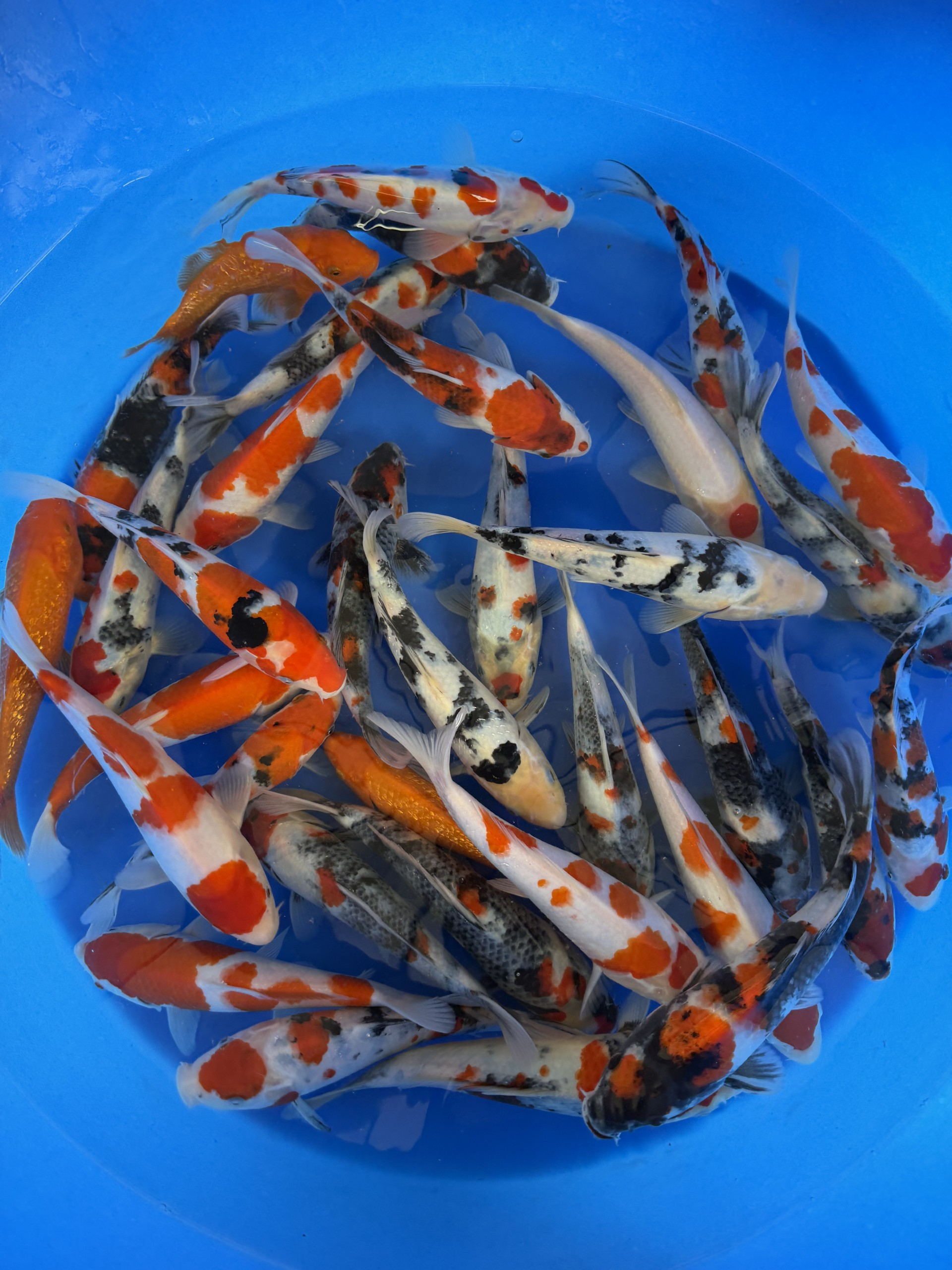 Yoshino Koi Farm – Gosanke Tosai Packages
