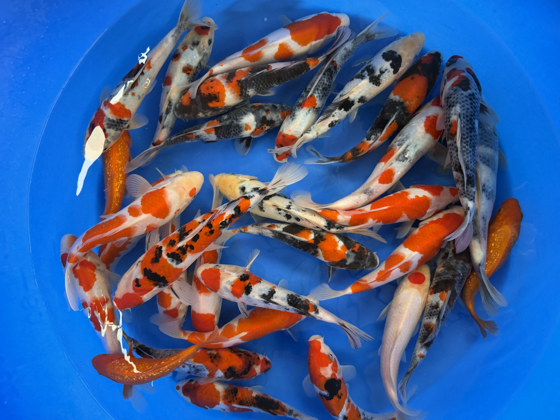 Yoshino Koi Farm – Gosanke Tosai Packages