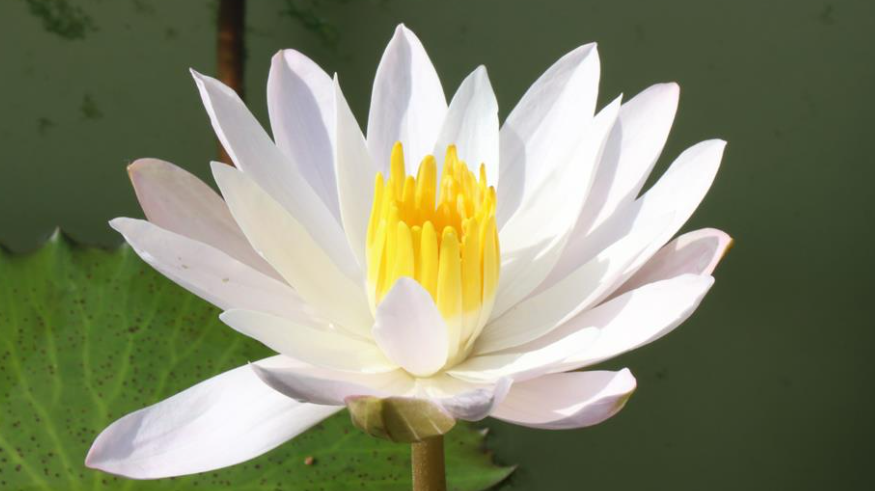 white night blooming water lily Celon Pink Night Blooming Tropical Water Lily