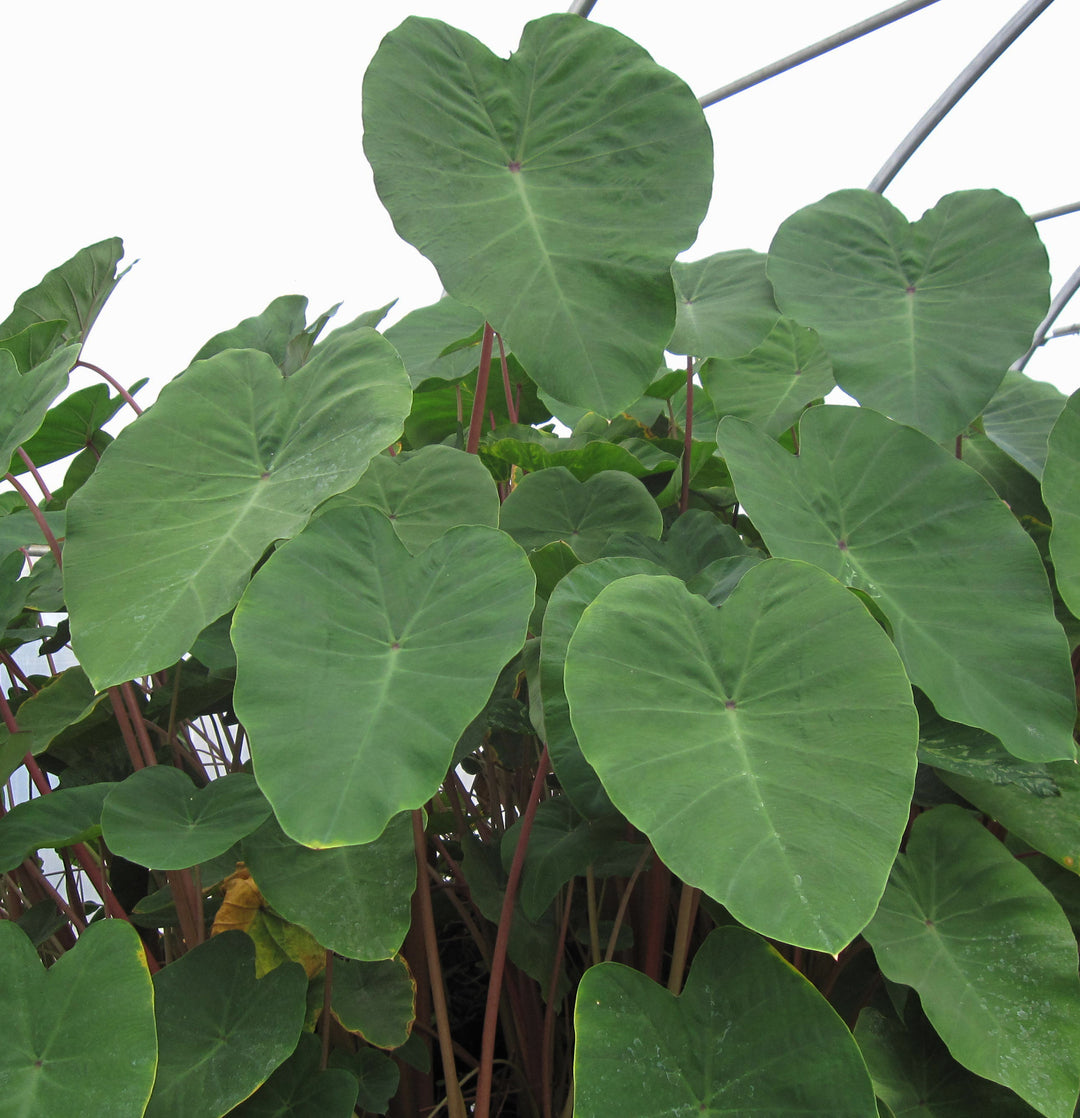 Colocasia Esculenta 'Pink China' Taro (Bare Root)