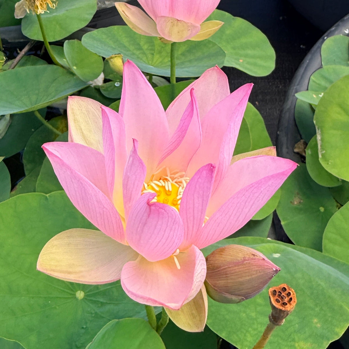 Delicate Hand Lotus (Bare Root)