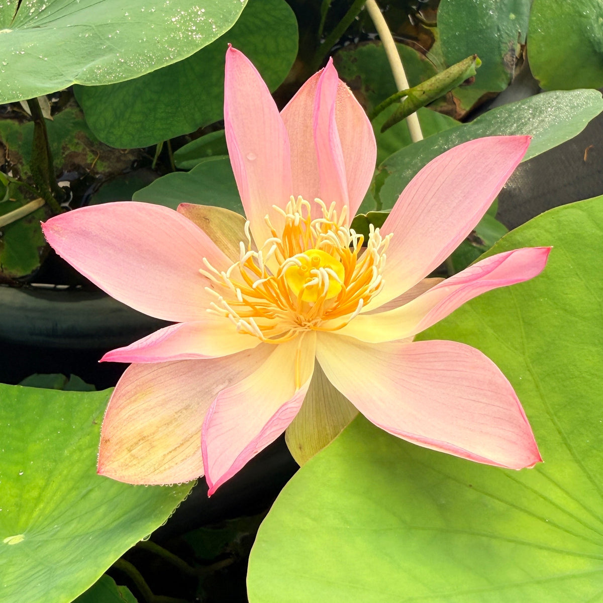 Delicate Hand Lotus (Bare Root)