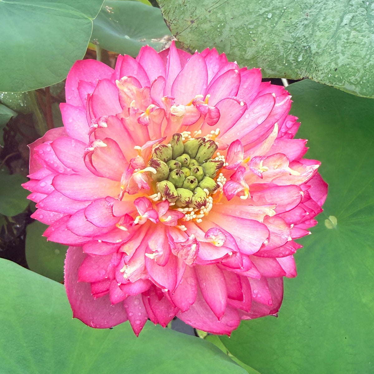 Elite-CH Lotus (Bare Root)