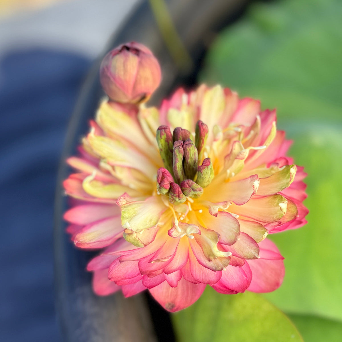 Elite-CH Lotus (Bare Root)