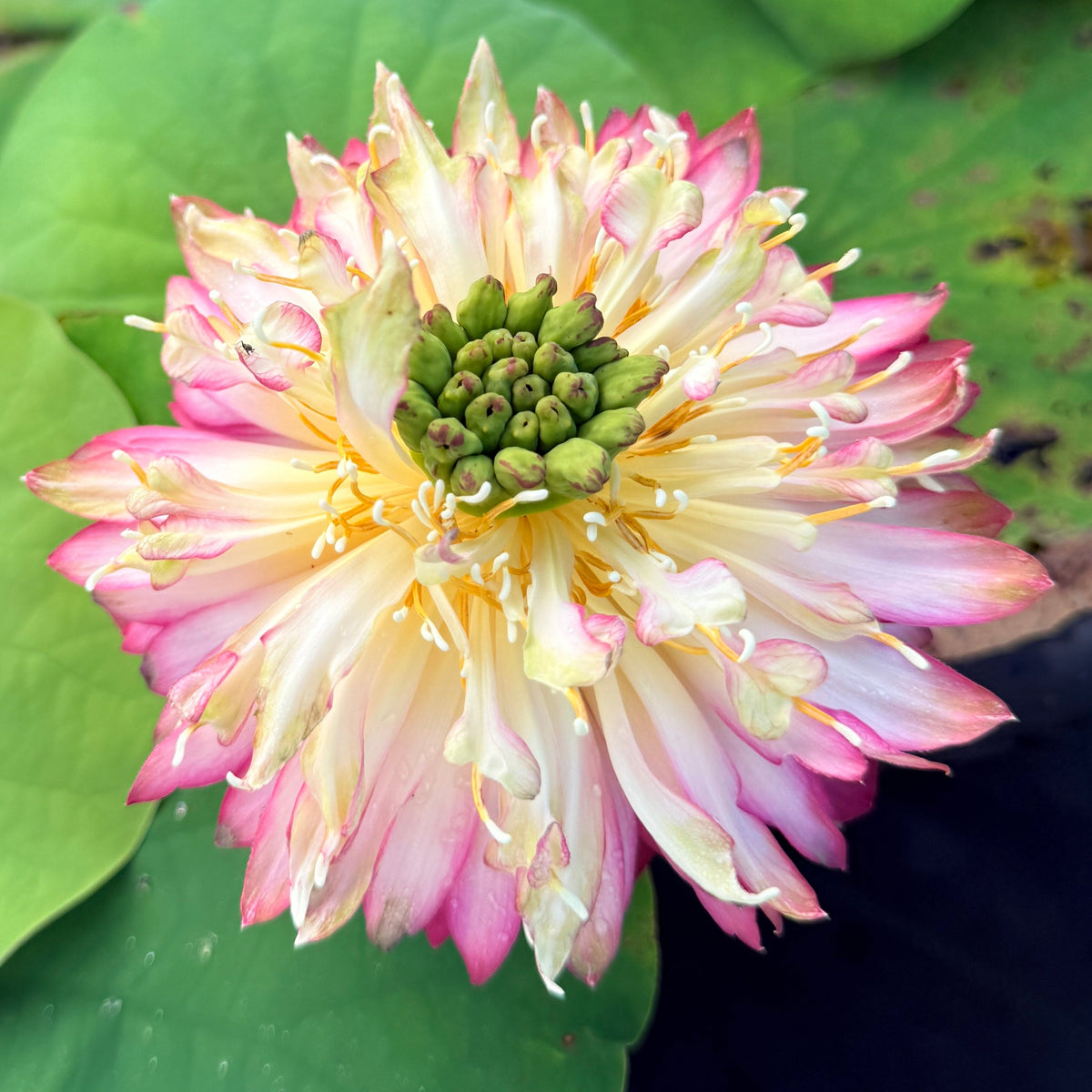 Elite-CH Lotus (Bare Root)