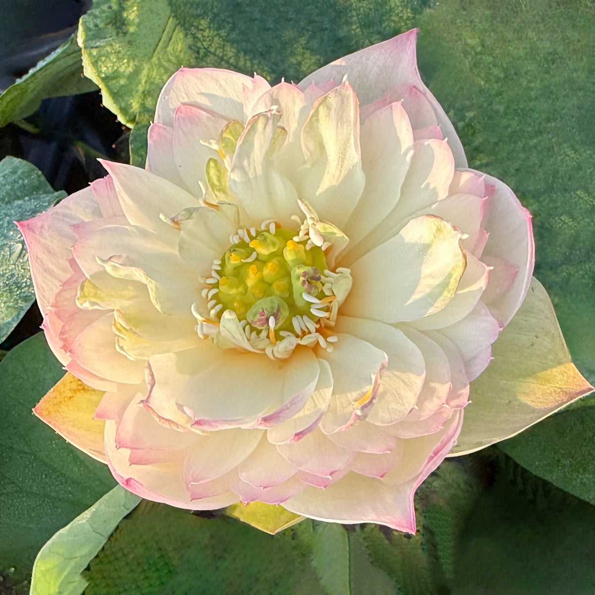 Beauty Gan Lotus (Bare Root)